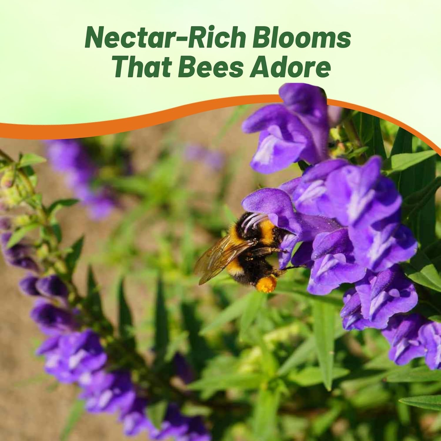 Perennial Baical Skullcap Medicinal Herb