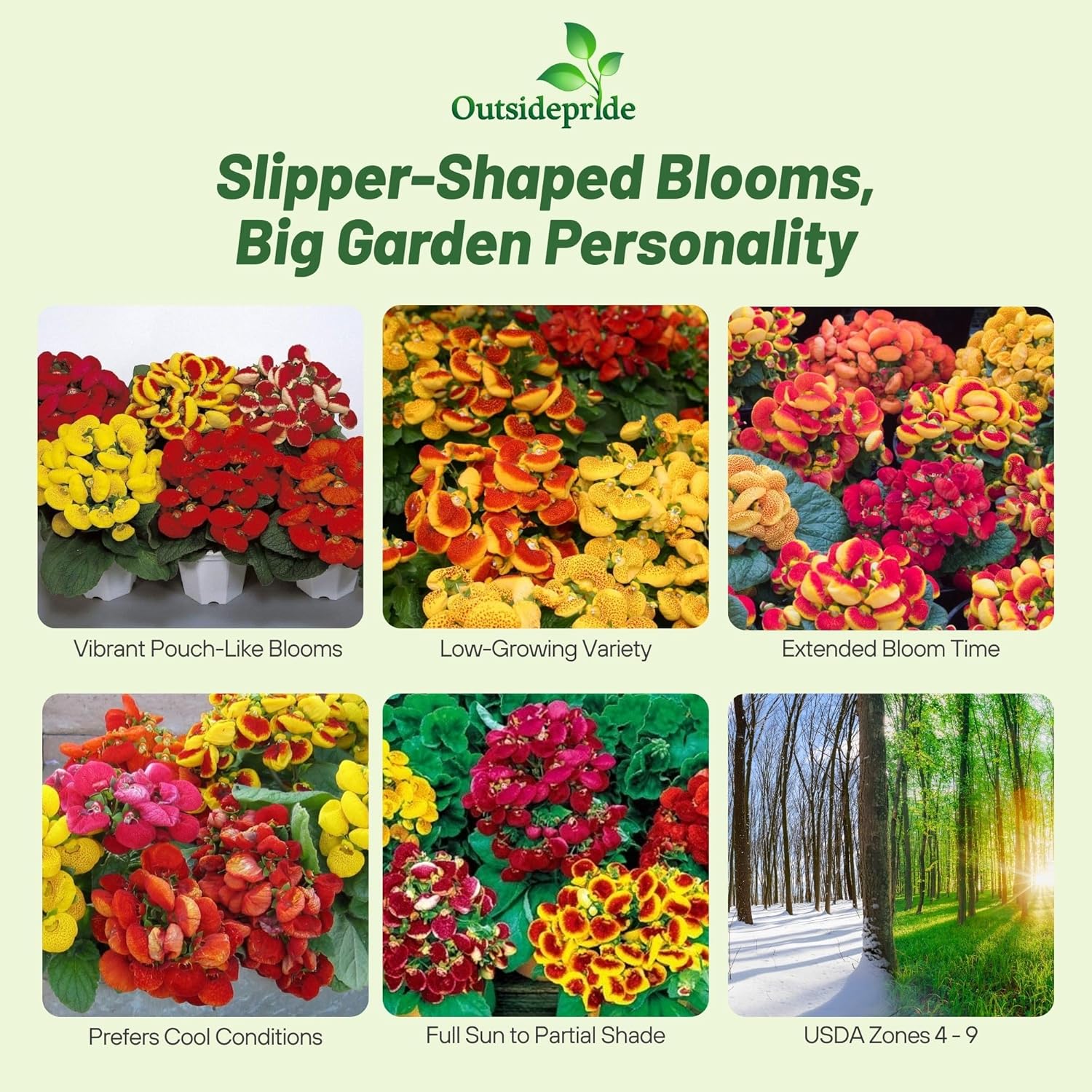 Calceolaria Herbeohybrida Fashion Mix