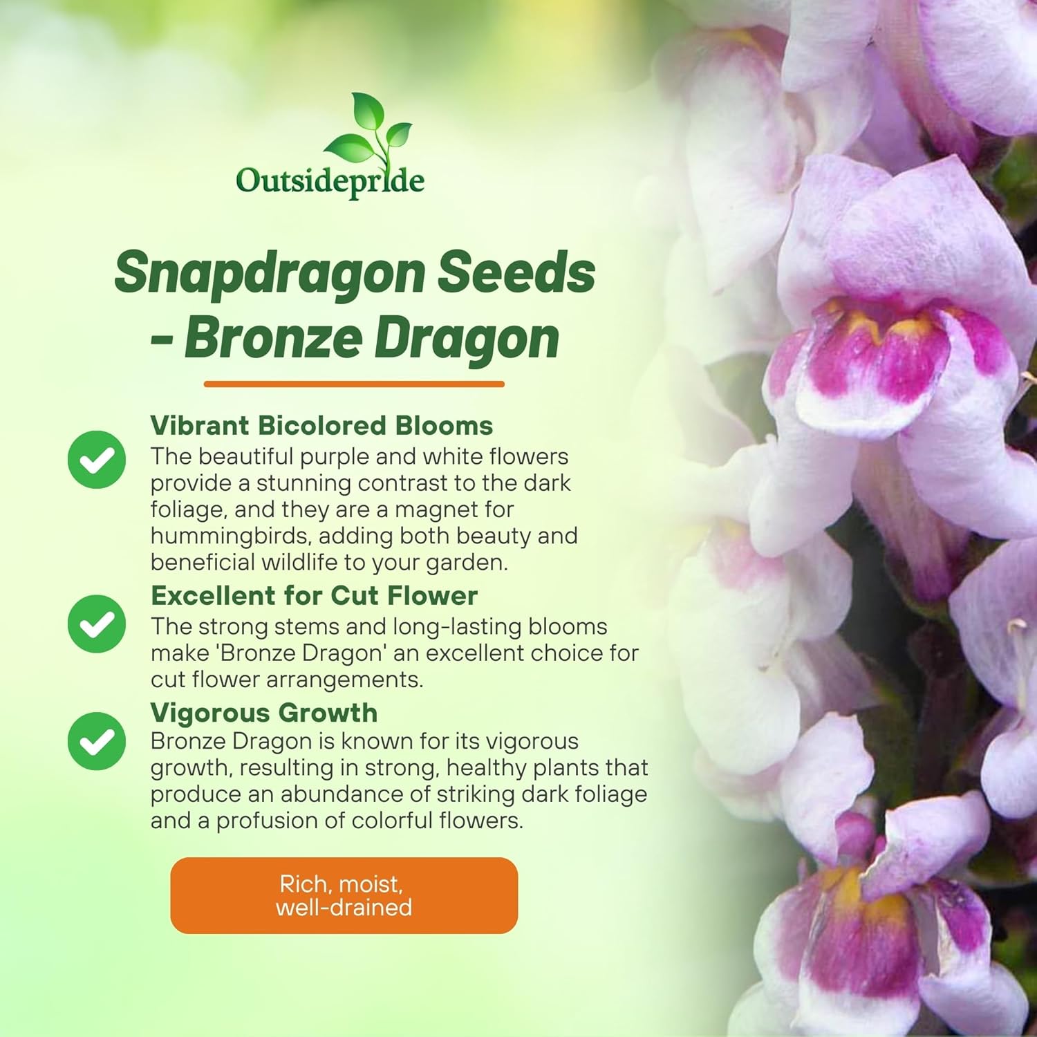 Snapdragon Bronze Dragon Plants