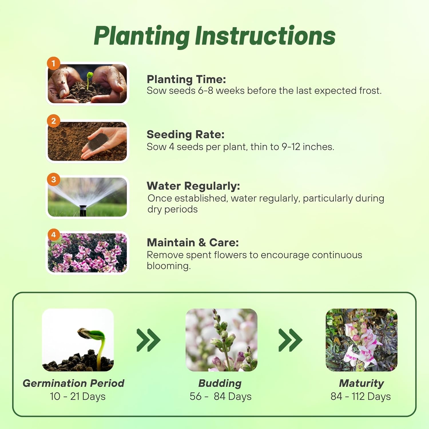 Snapdragon Bronze Dragon Planting Directions