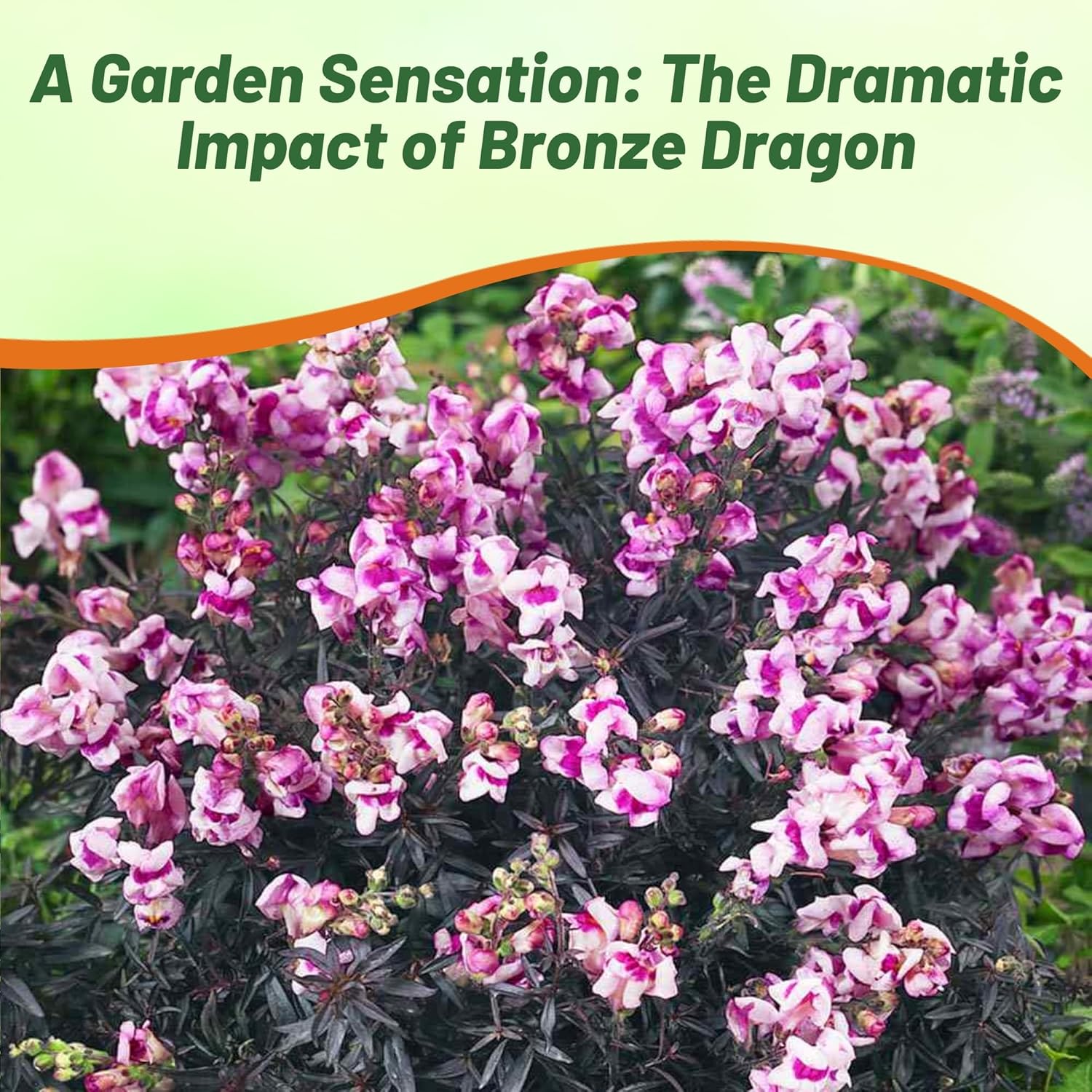 Snapdragon Bronze Dragon Flower Garden