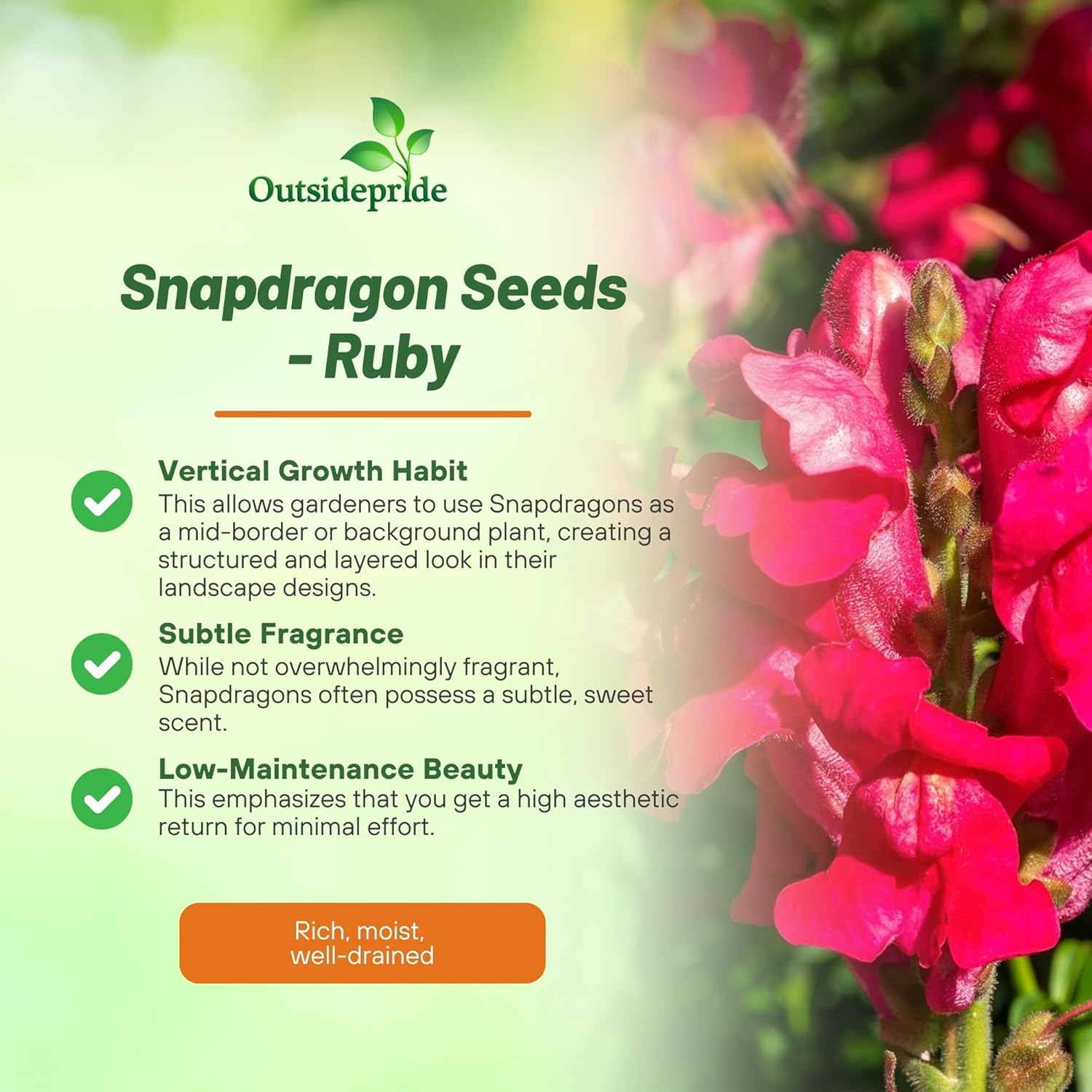Snapdragon Maximum Ruby Flowers