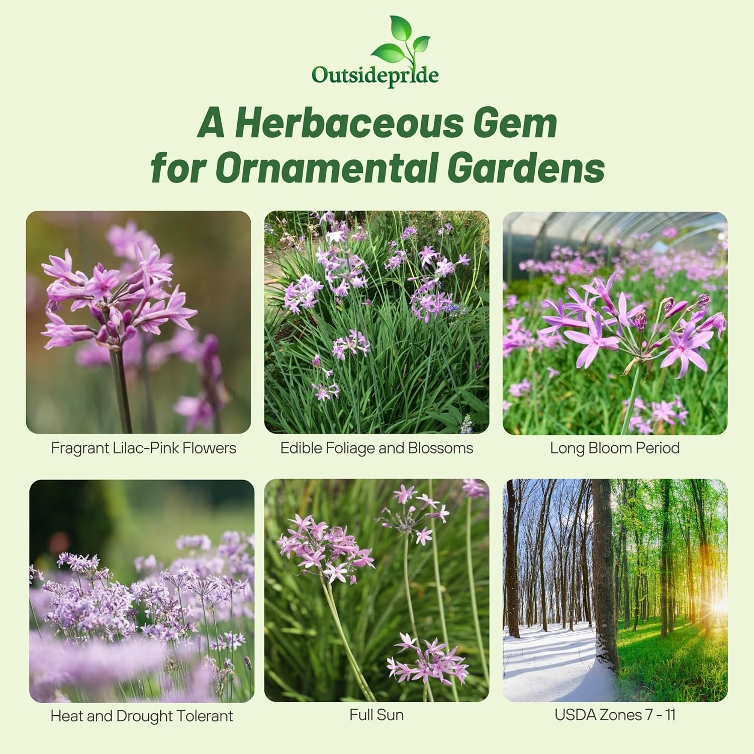 Society Garlic Herb Garden