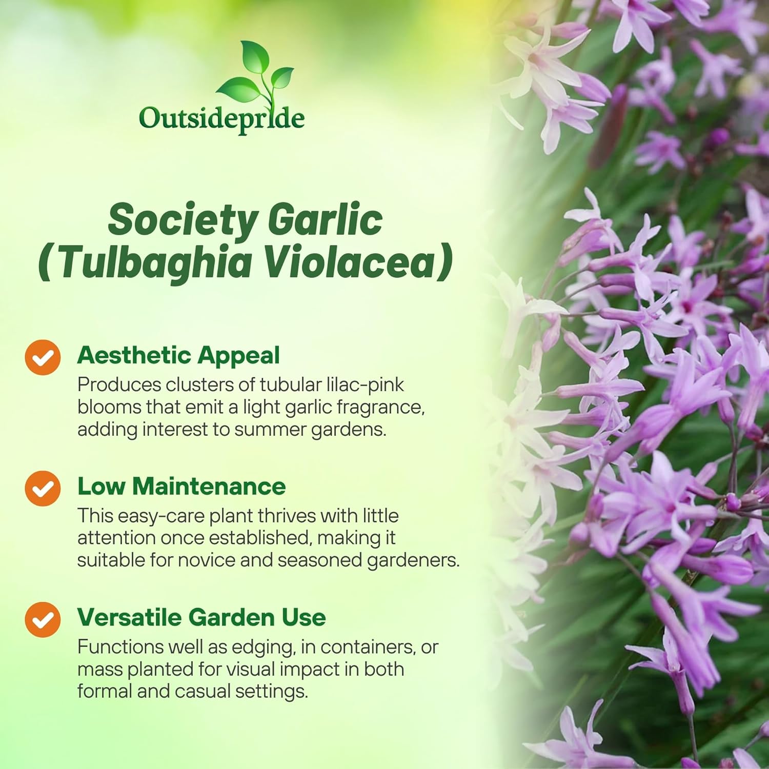Tulbaghia Violacea Herbs