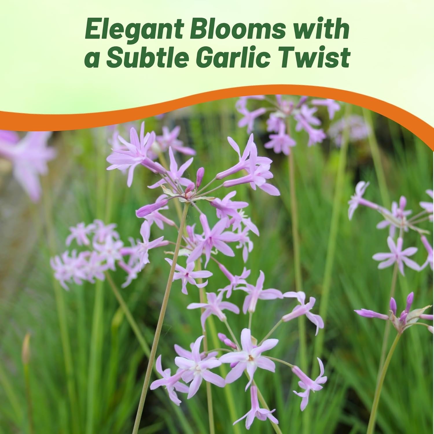 Perennial Society Garlic Planting Directions