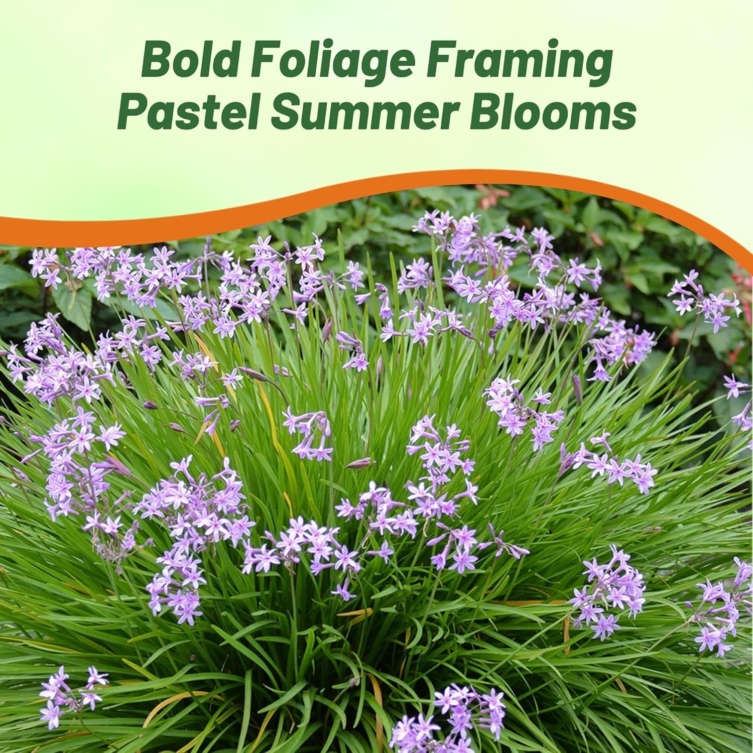 Society Garlic Ornamental Plant