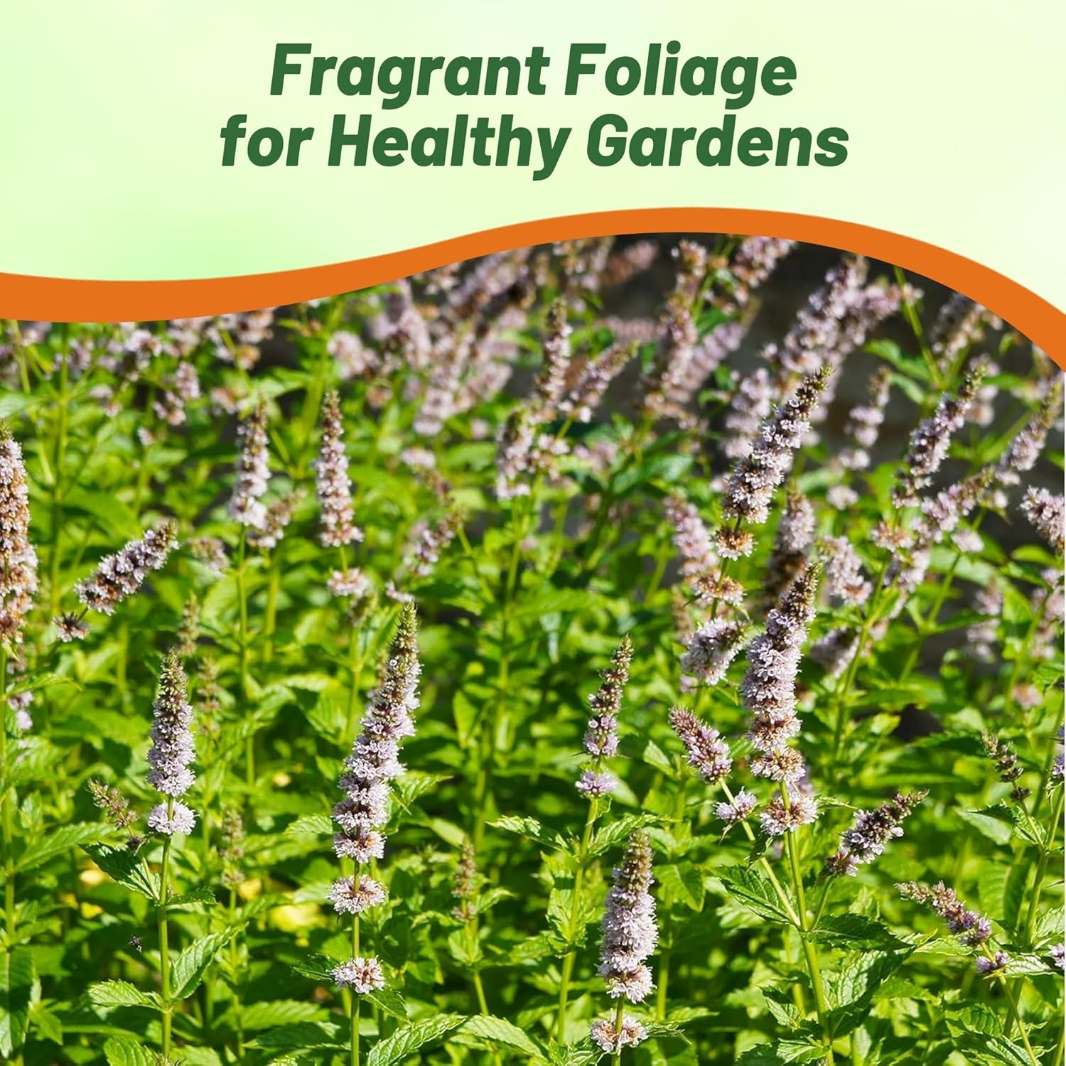 Spearmint Herb Culinary Uses