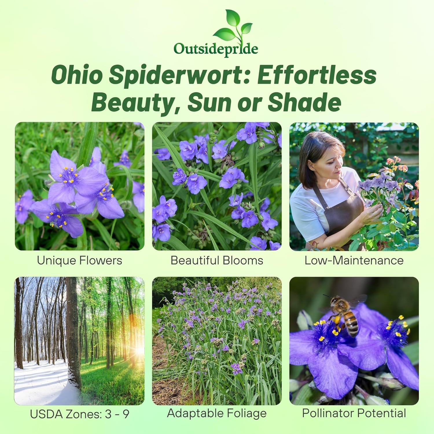 Drought Tolerant Ohio Spiderwort