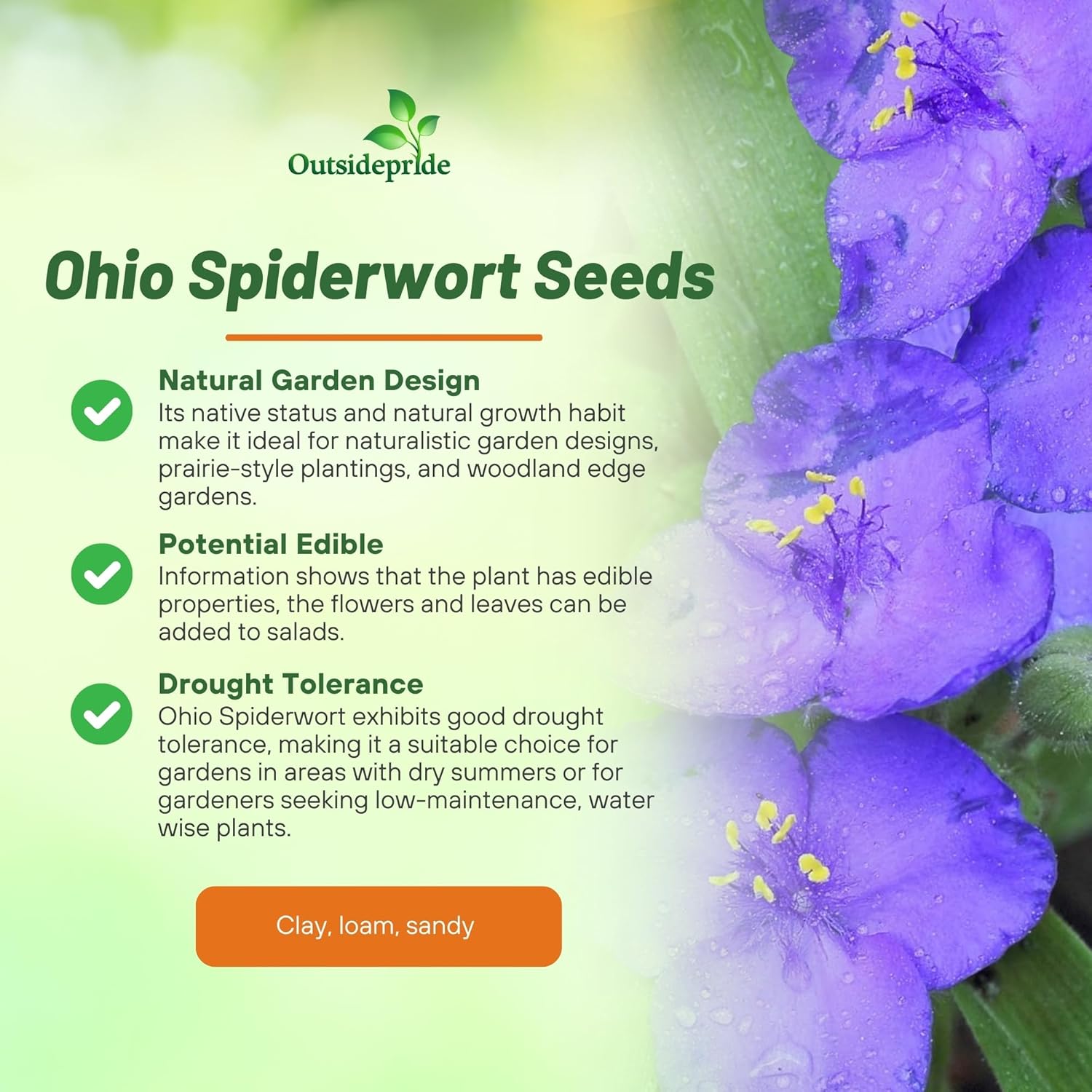 Tradescantia Ohiensis Ohio Spiderwort