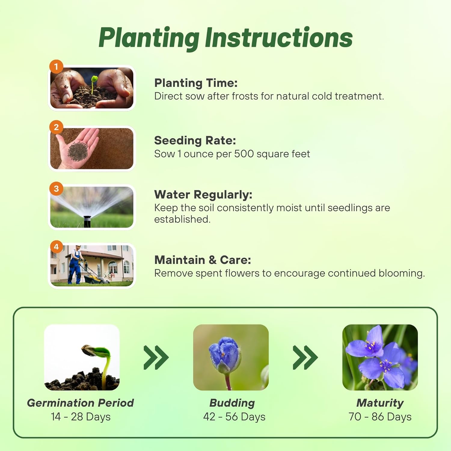 Ohio Spiderwort Planting Directions