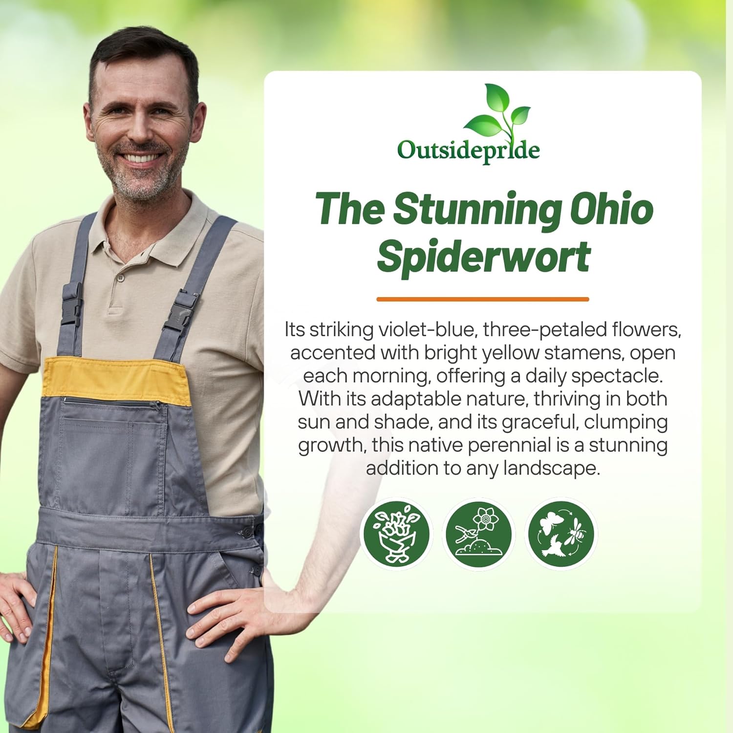 Ohio Spiderwort Flower Seeds