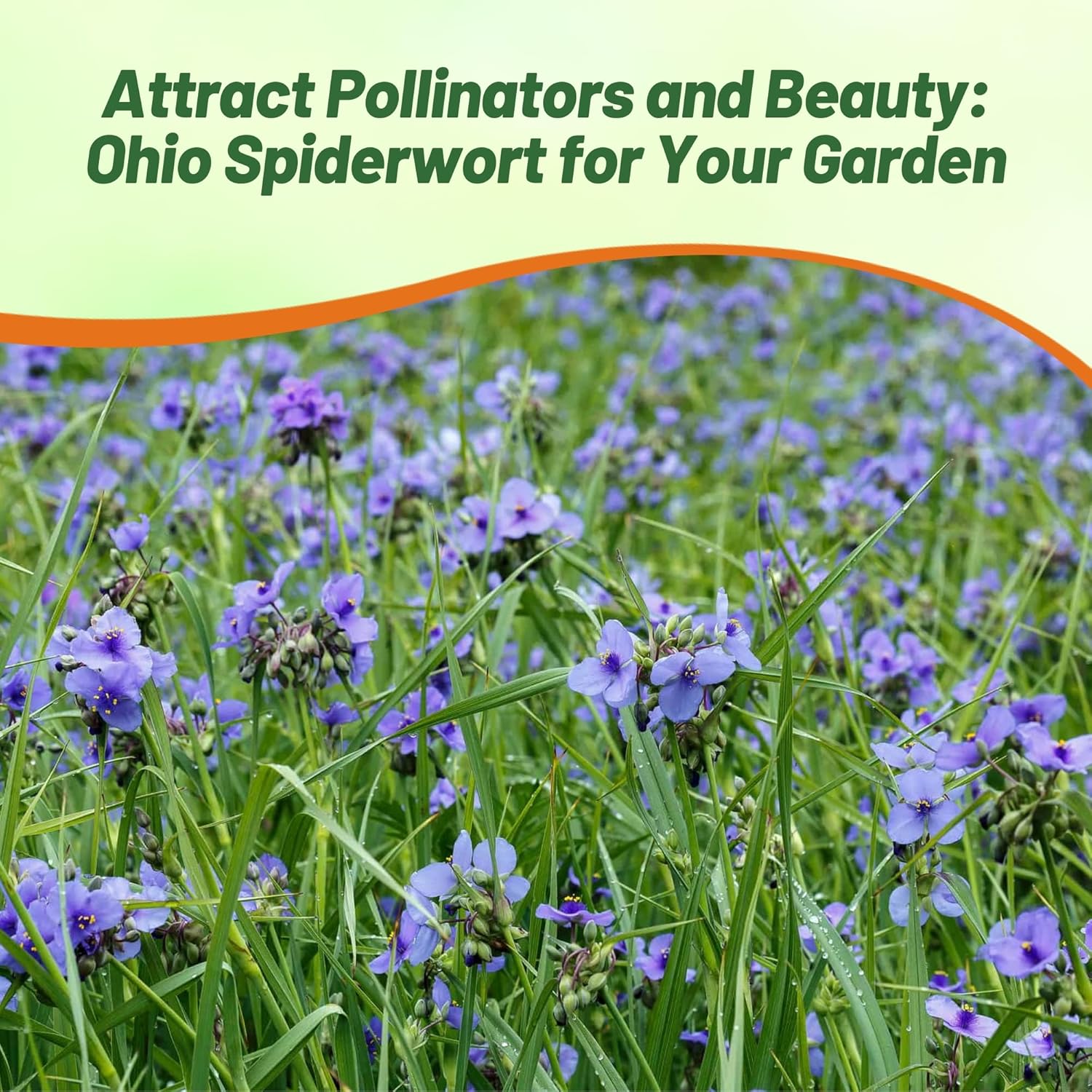 Ohio Spiderwort Flower Garden