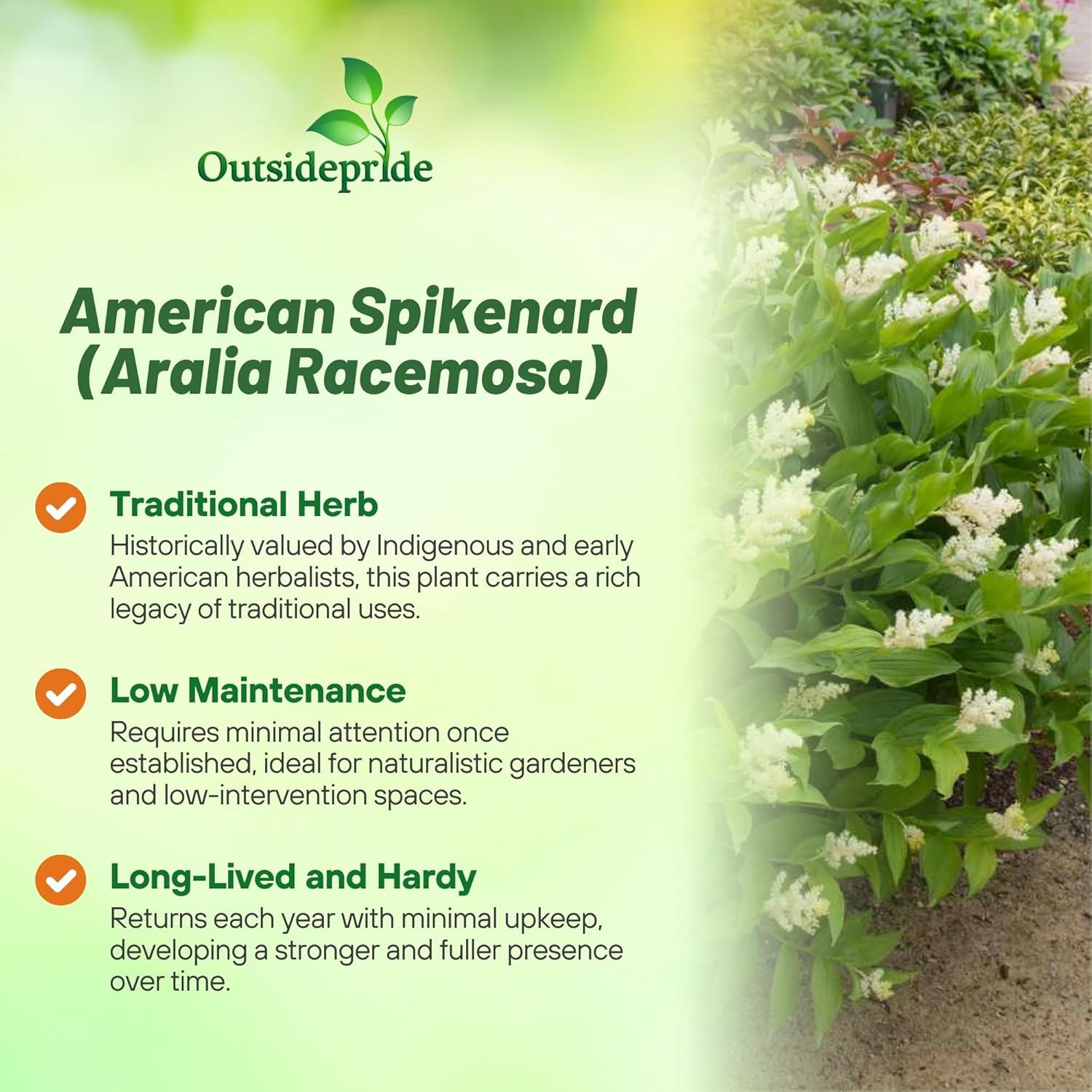 American Spikenard Herb Garden Plants