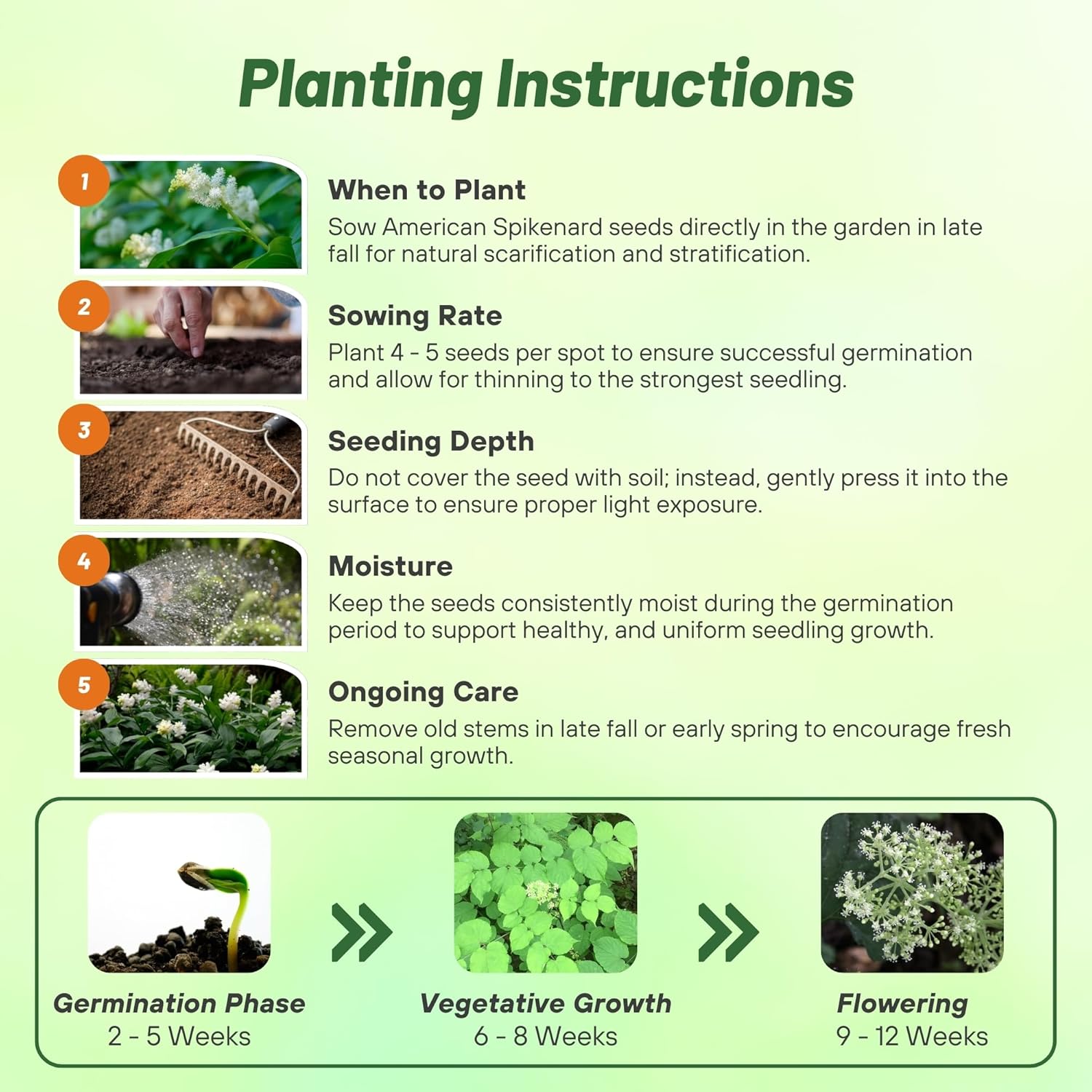 American Spikenard Seed Planting Directions