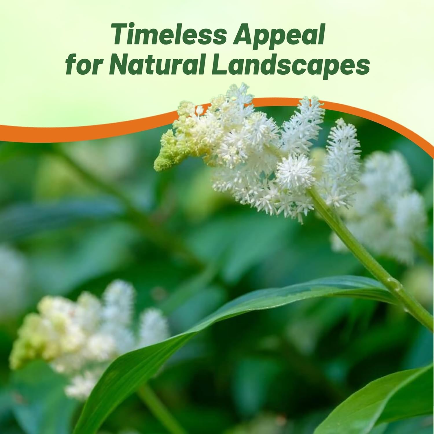 American Spikenard Life-of-Man Plants