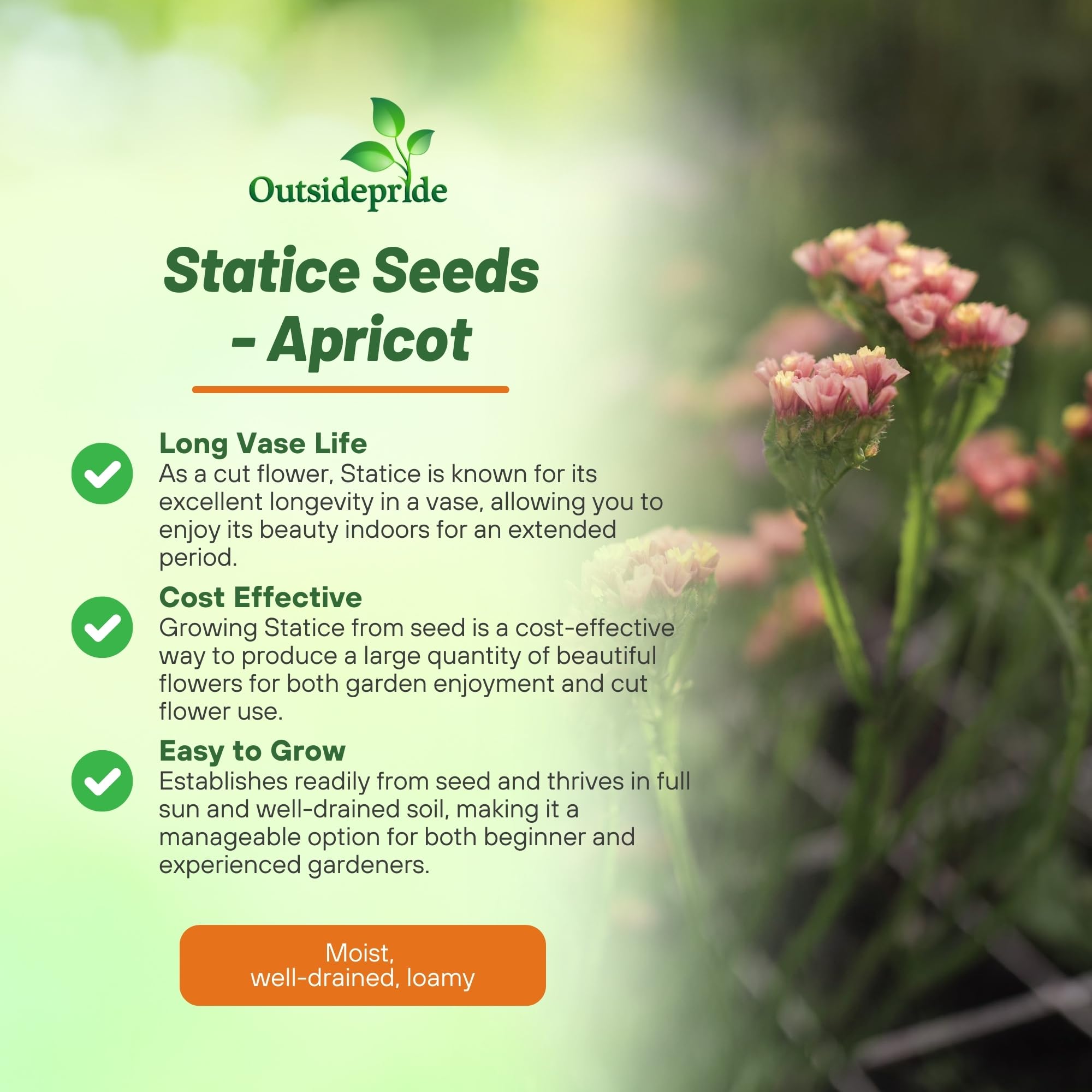 Statice Apricot Flower Garden