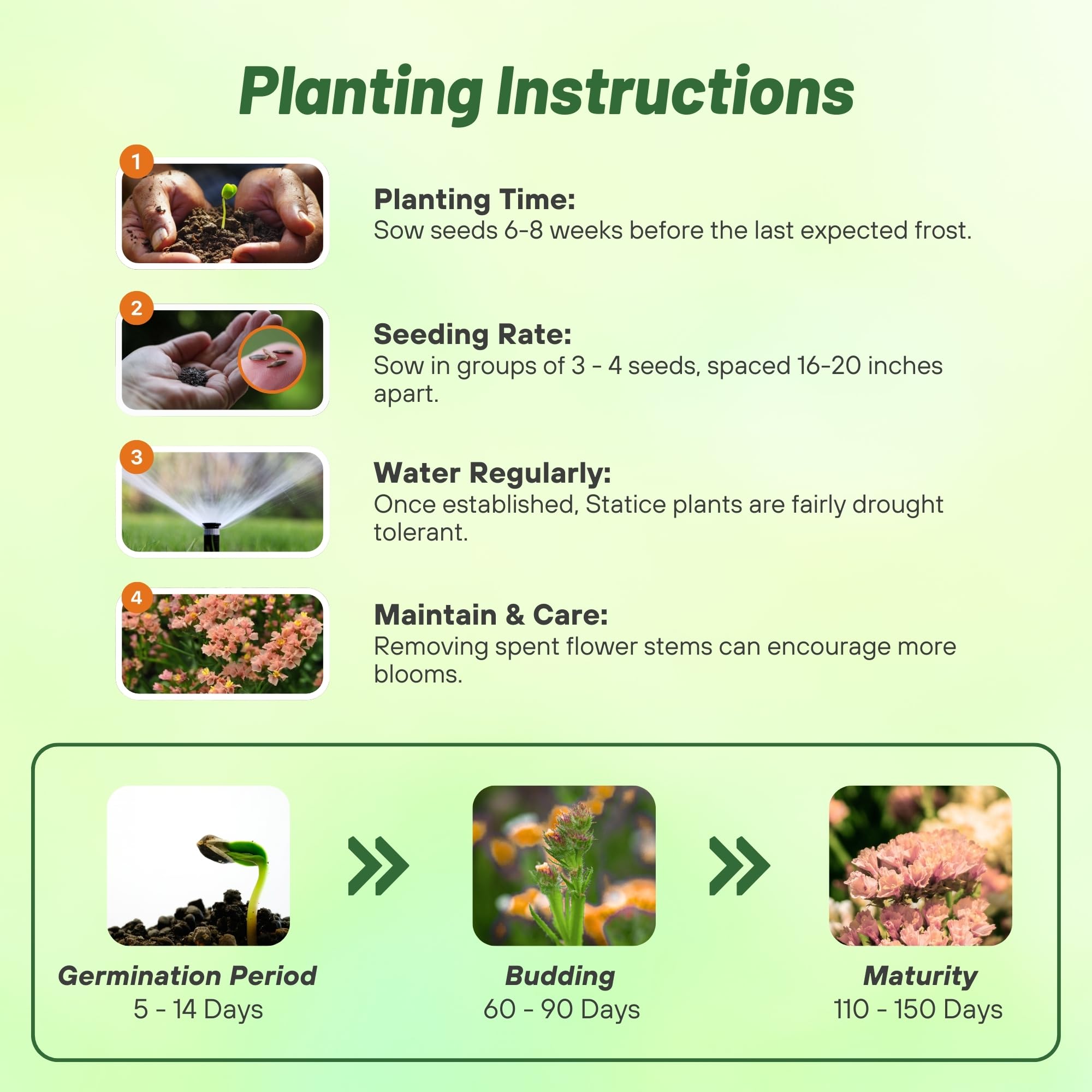 Statice Apricot Flower Seed Planting Directions