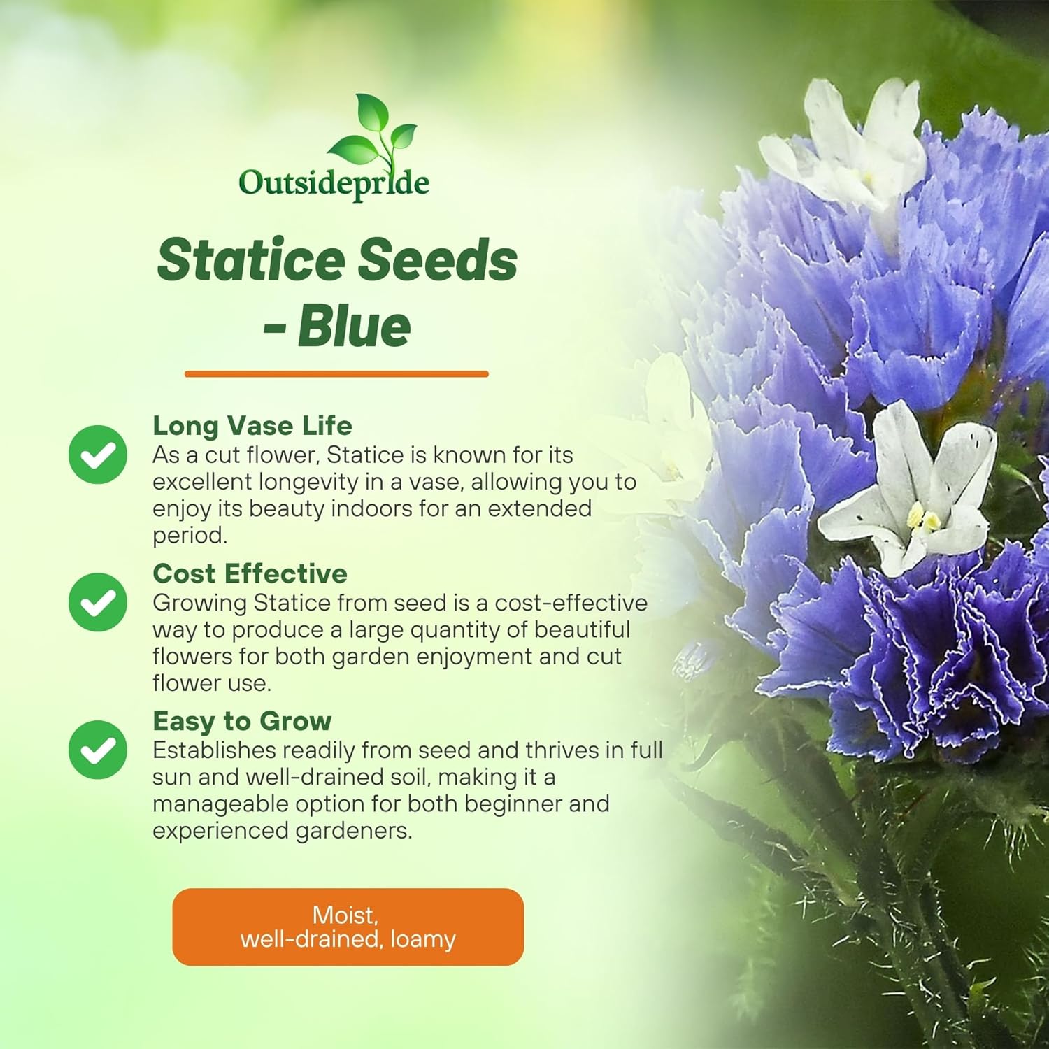 Statice Blue Flower Garden