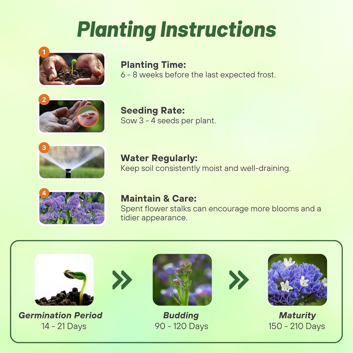 Limonium Statice Blue Planting Directions