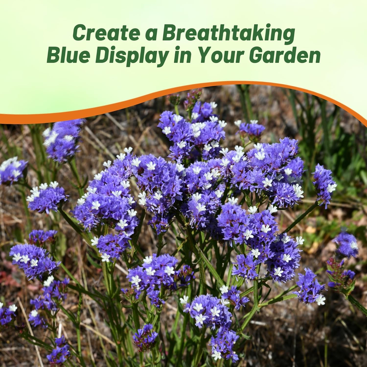 Limonium Statice Blue Container Flowers