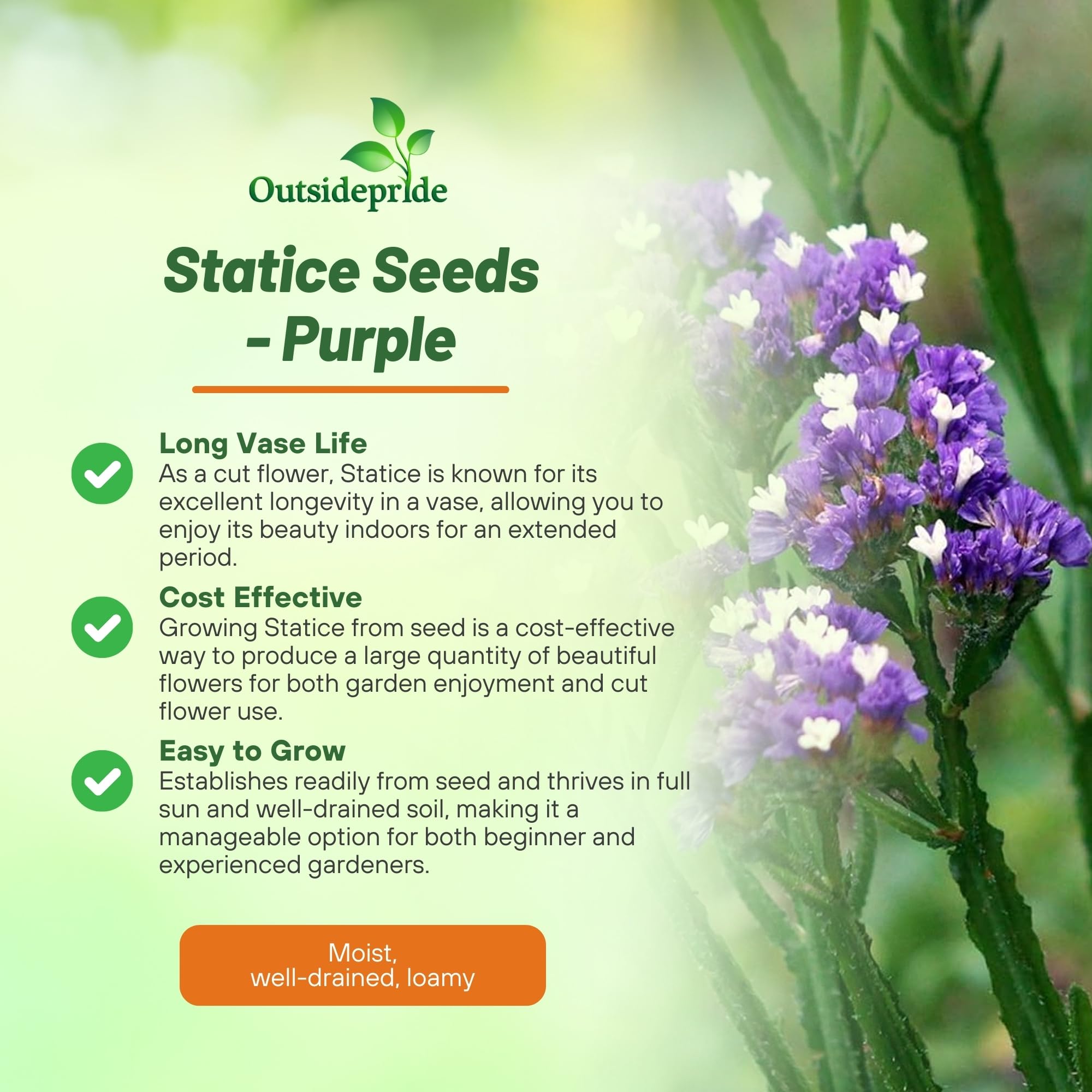 Limonium Purple Flowers
