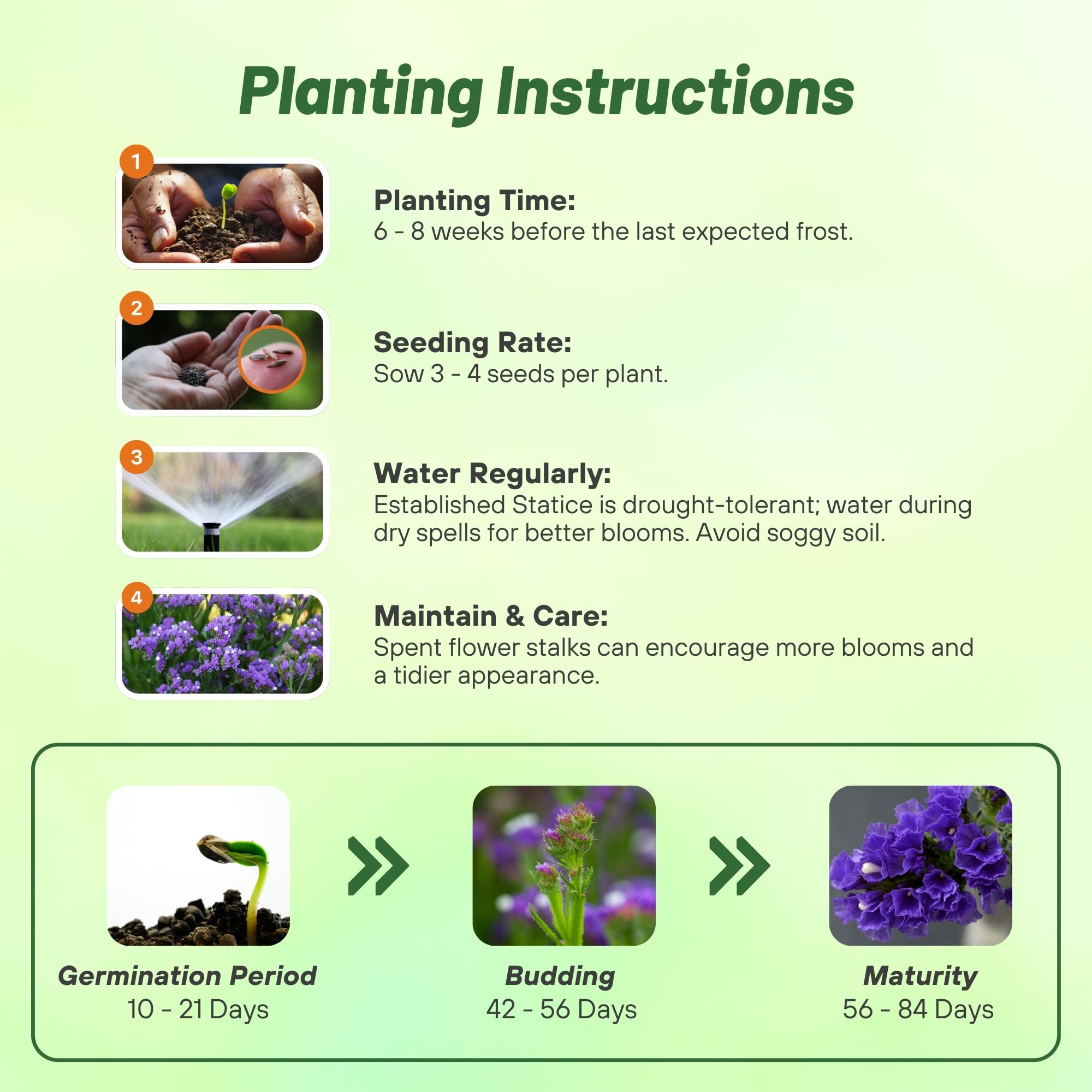 Annual Statice Purple Seed Planting Directions