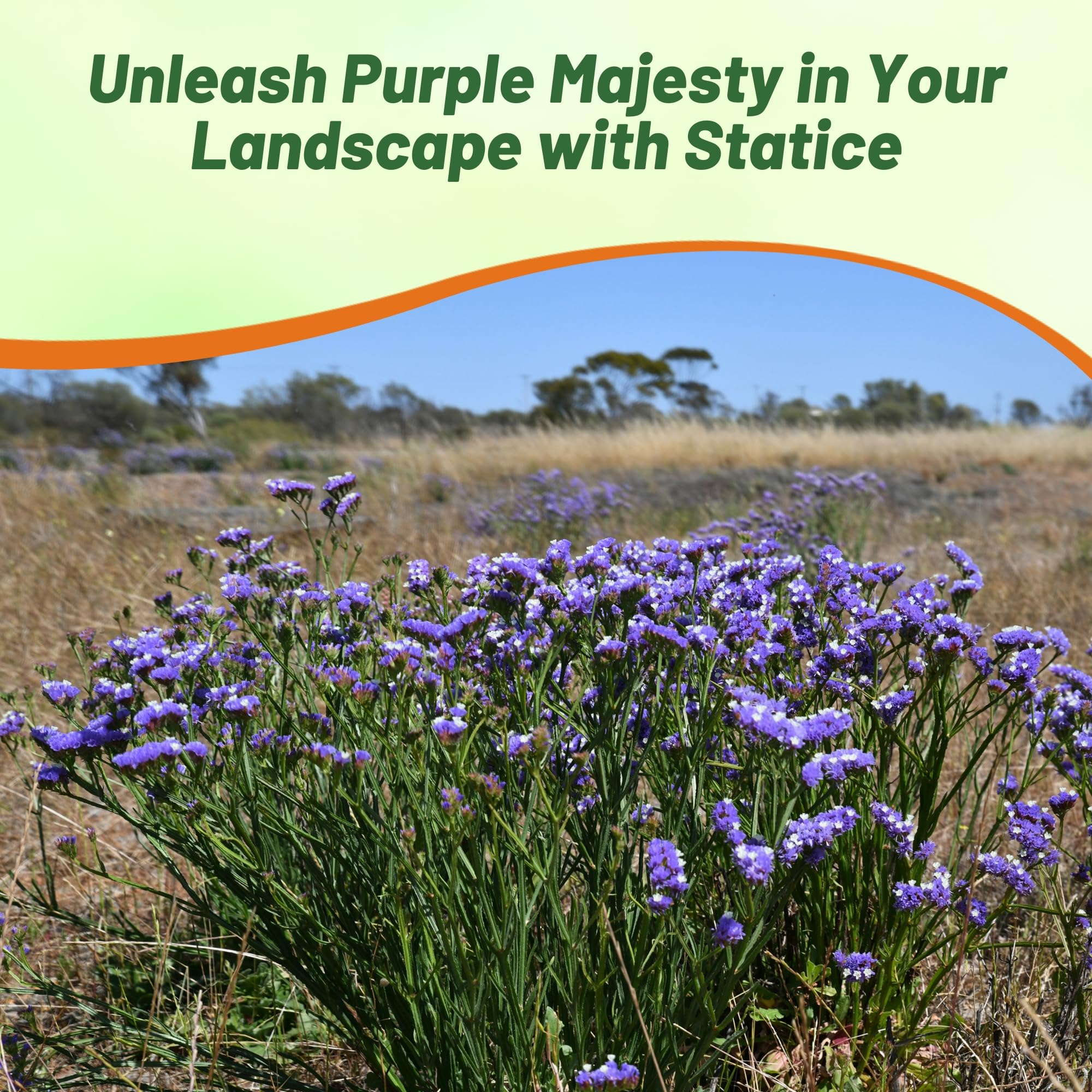Statice Purple Cut Flowers