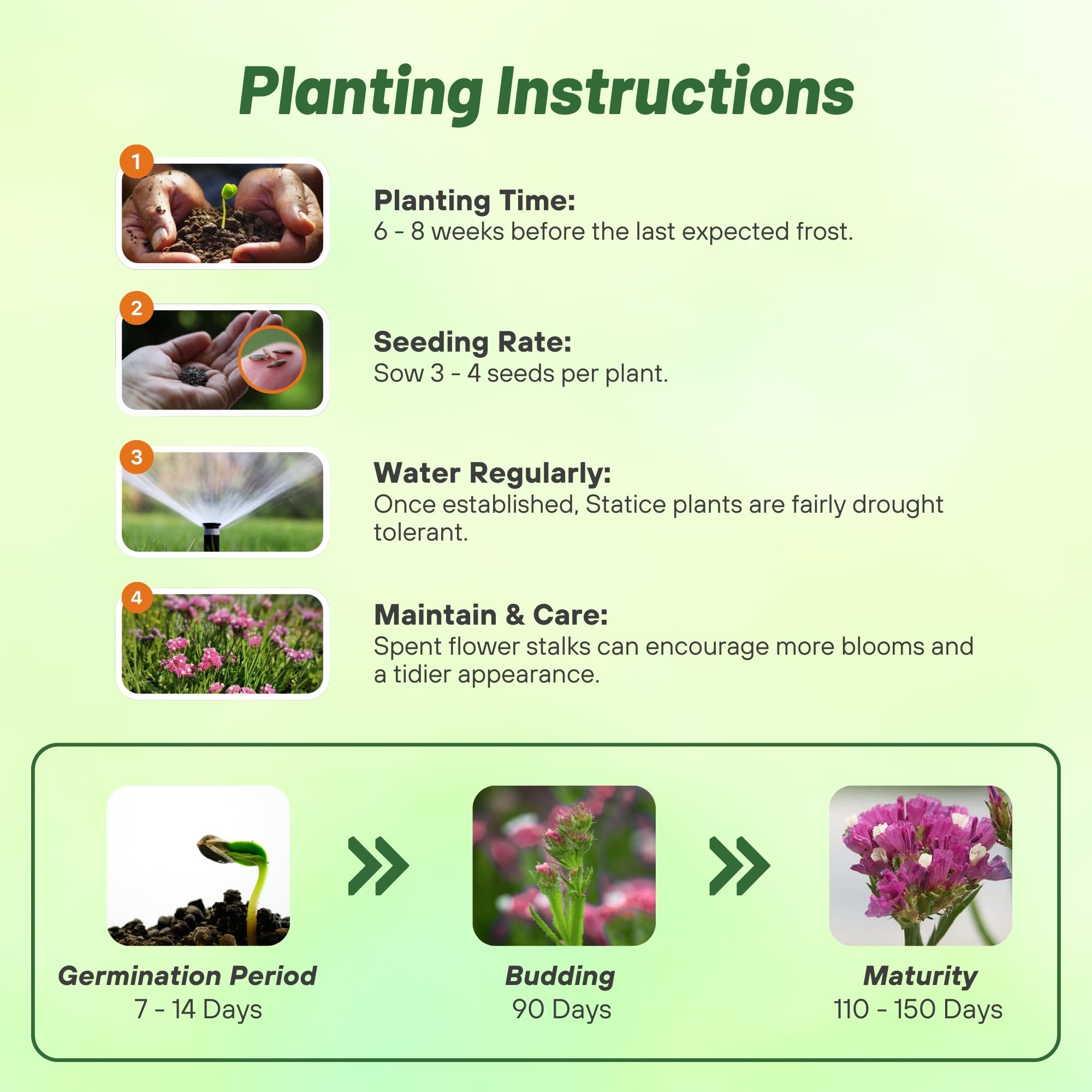 Statice American Beauty Rose Planting Directions