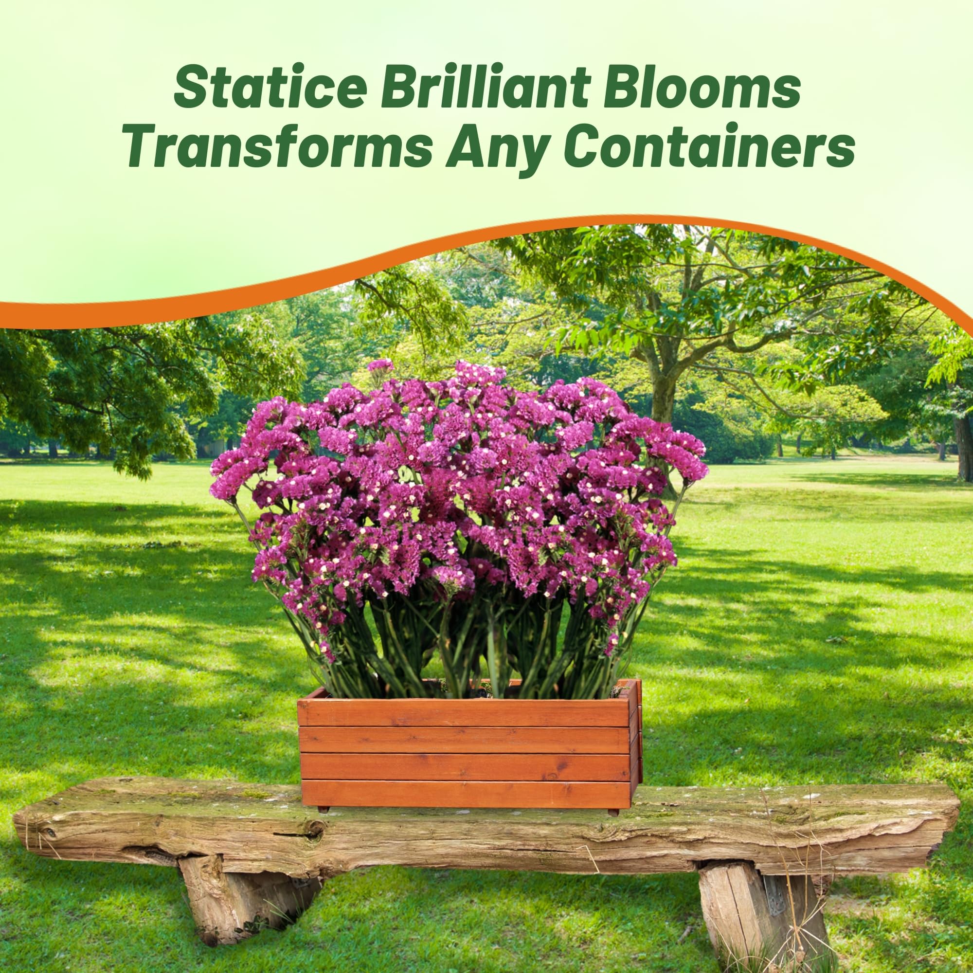 Statice Rose Container Plants