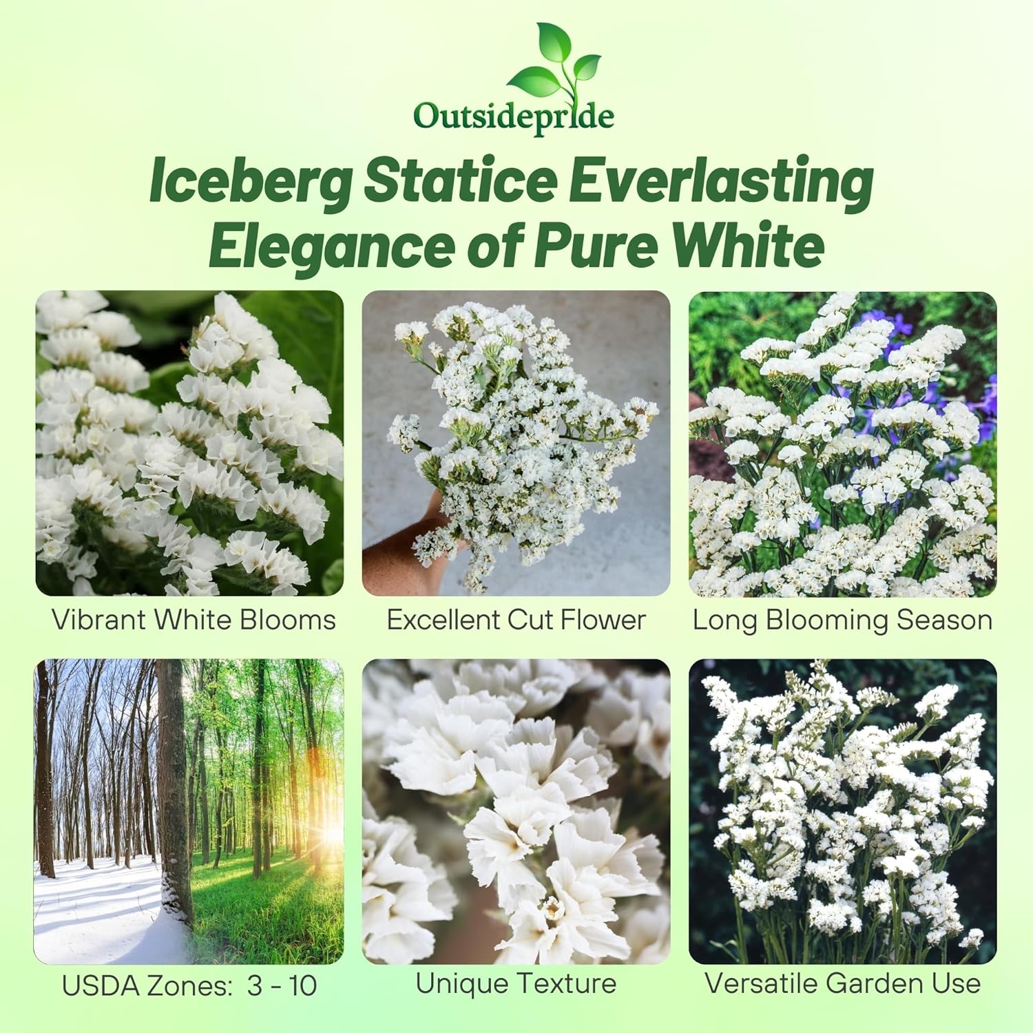 Limonium Statice Garden Flowers