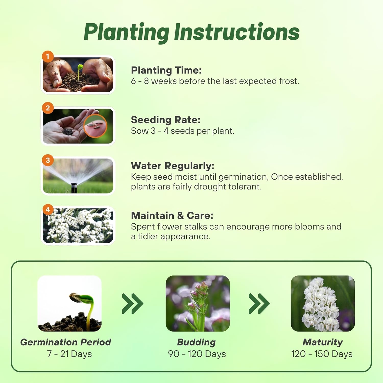 Annual Statice Planting Directions