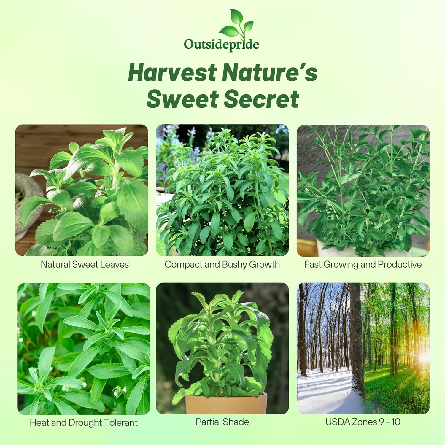 Stevia Sweetie Sugar Culinary Herb Garden Plants