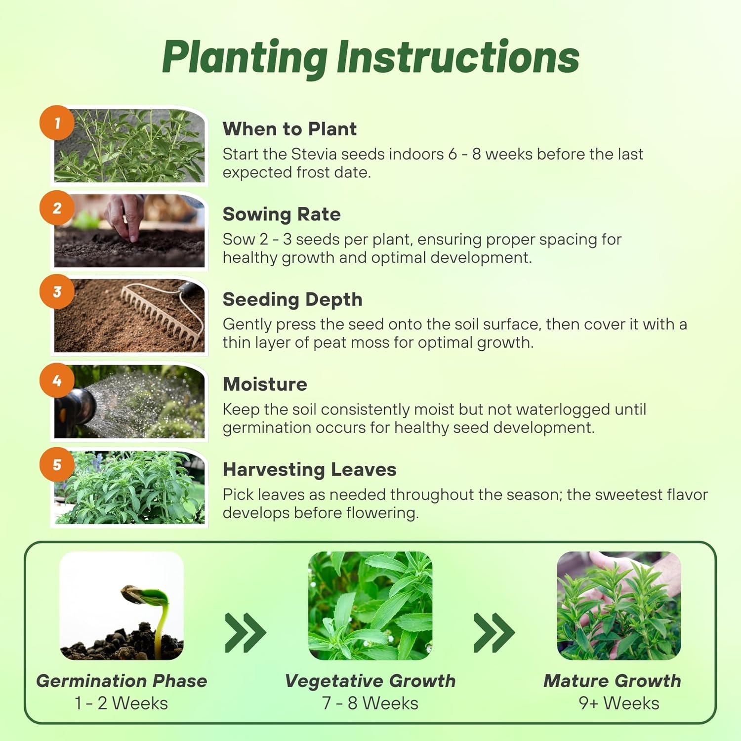 Stevia Sweetie Star Planting Directions