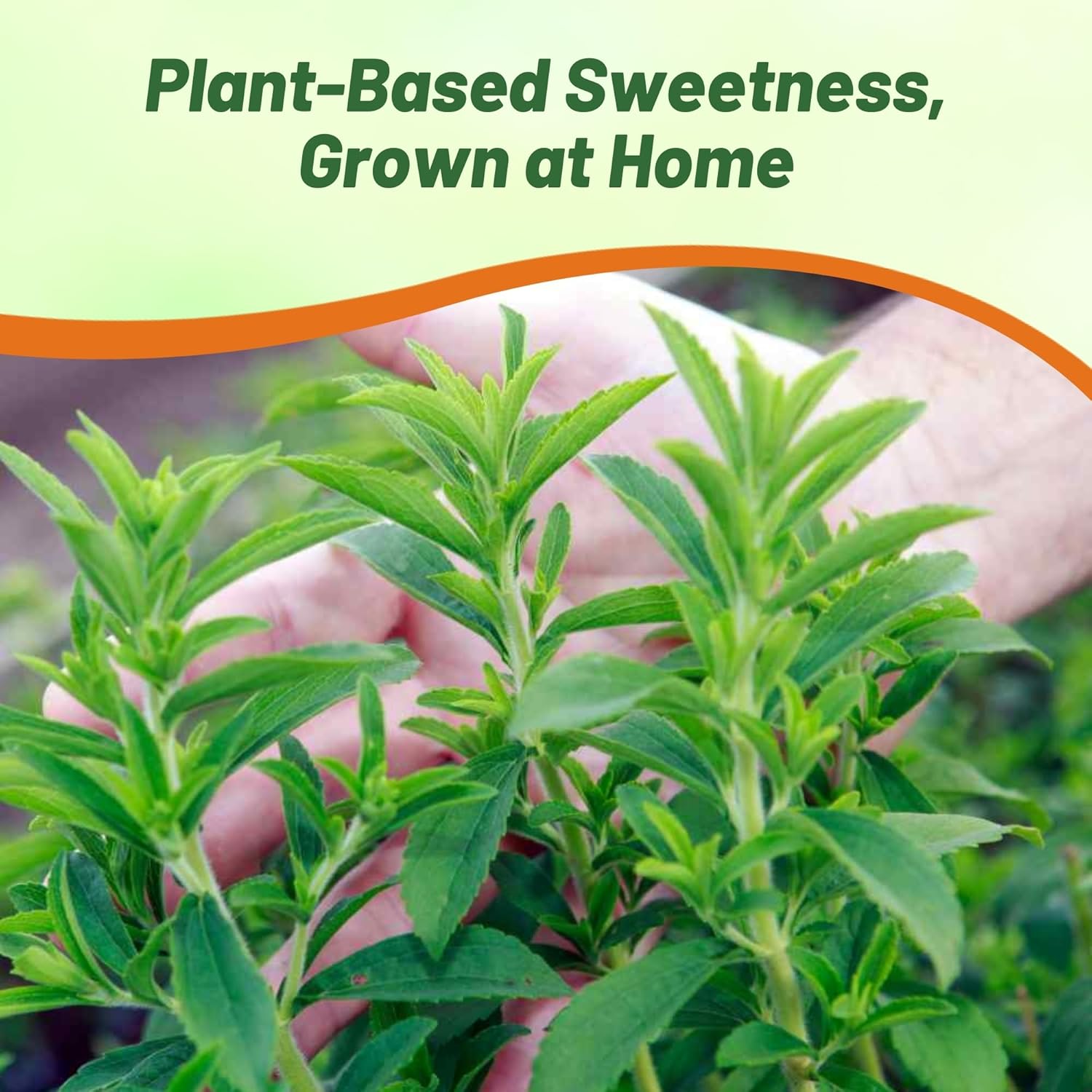 Stevia Sweetie Star Sugar Alternative