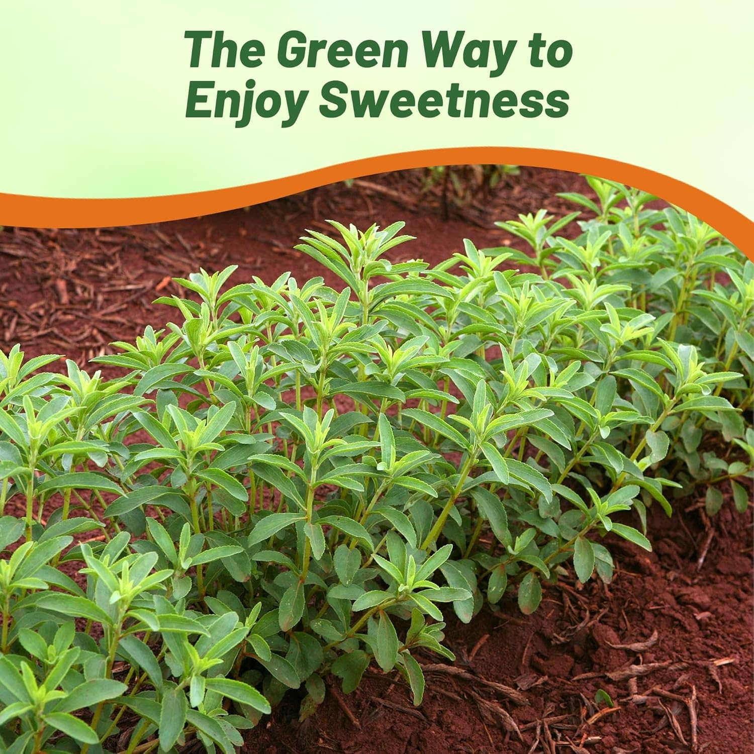 Stevia Sweetie Natural Sugar Container Plant