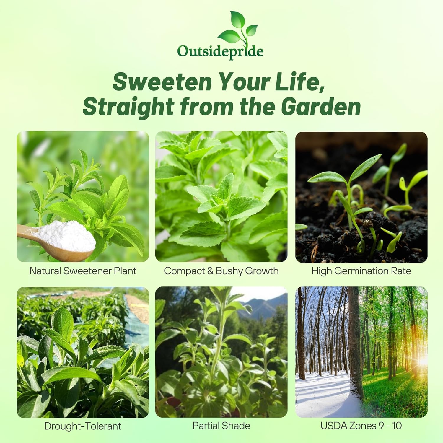Stevia Sweetleaf Garden Herbs