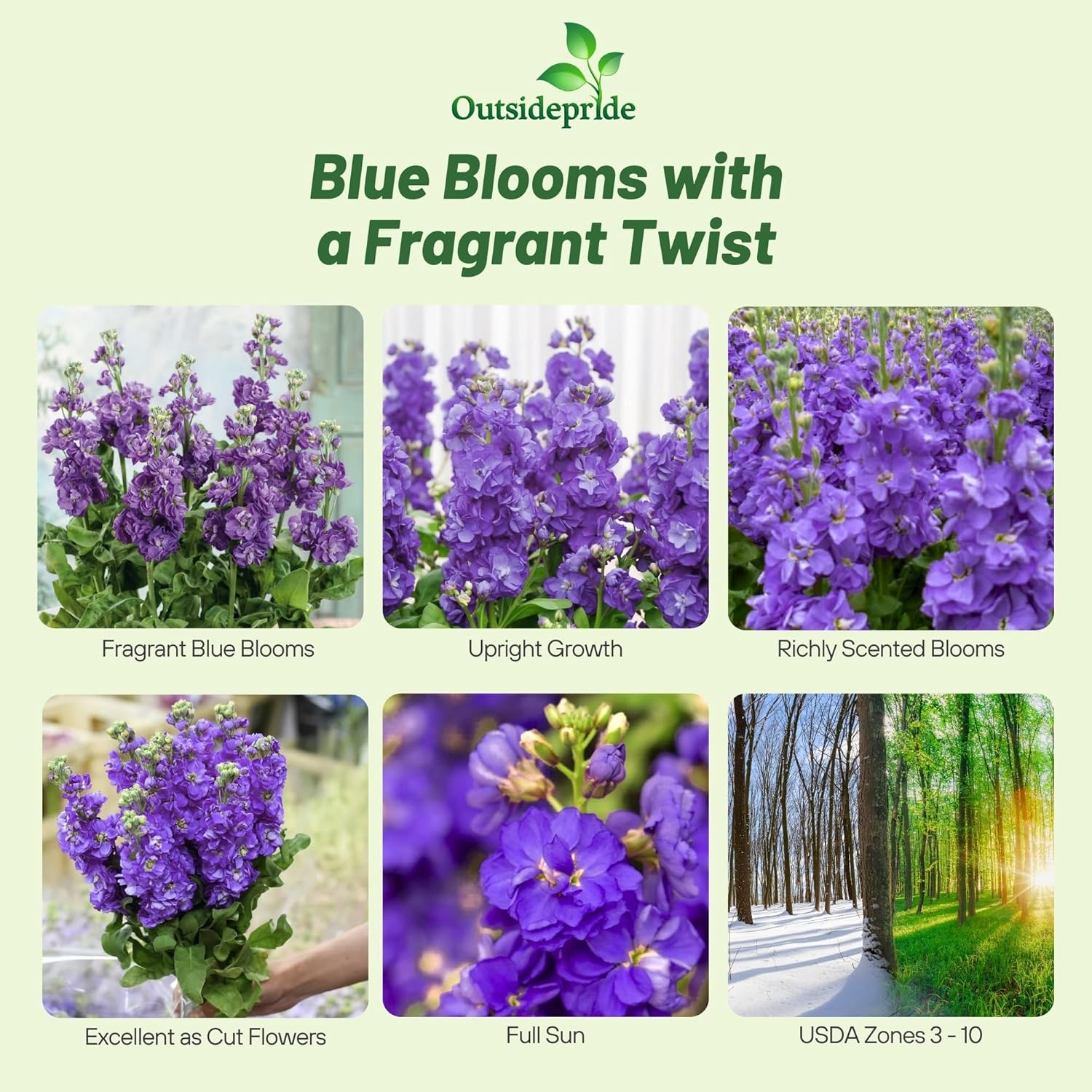 Matthiola Incana Ten Week Blue Flowers