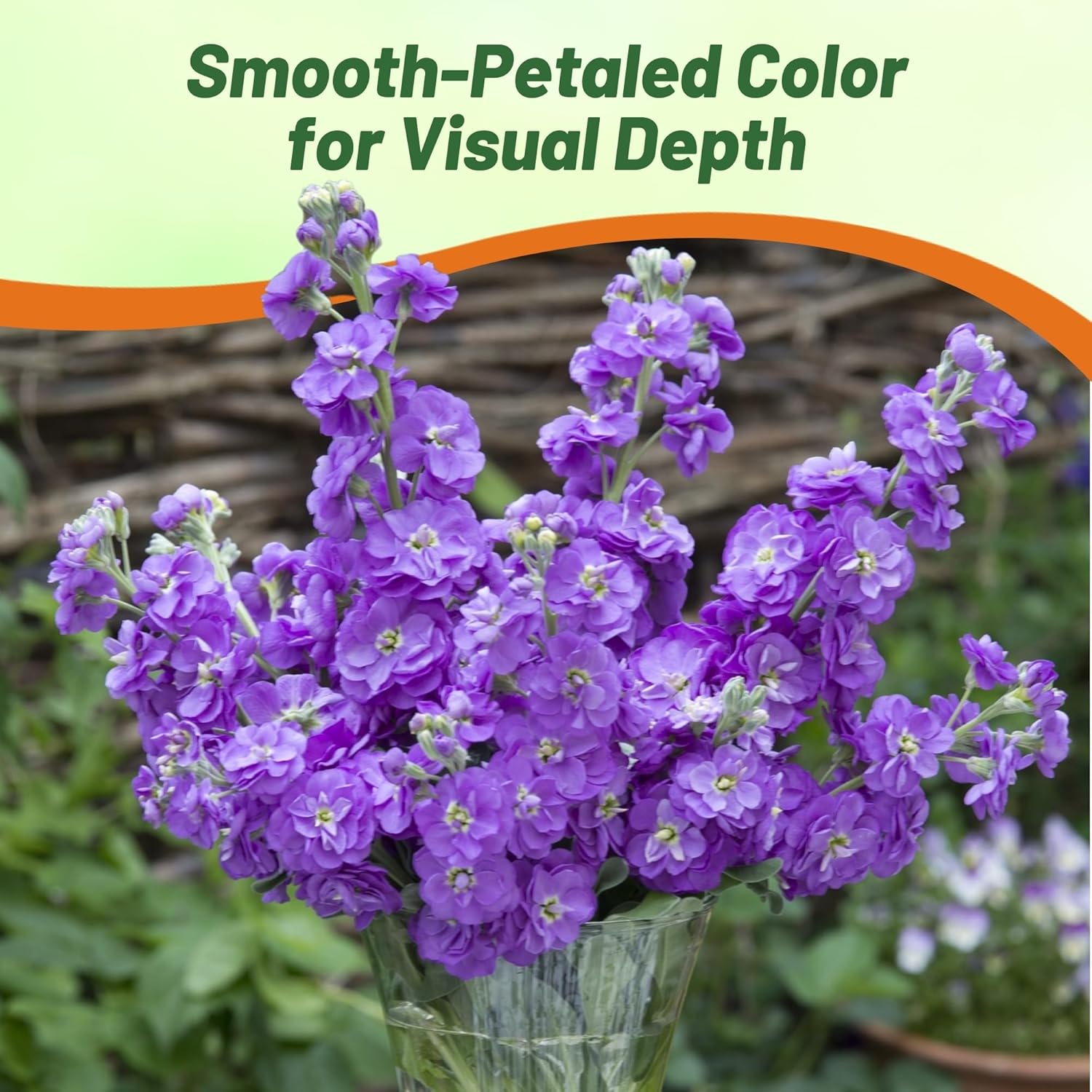 Scented Stock Blue Cut Flowers