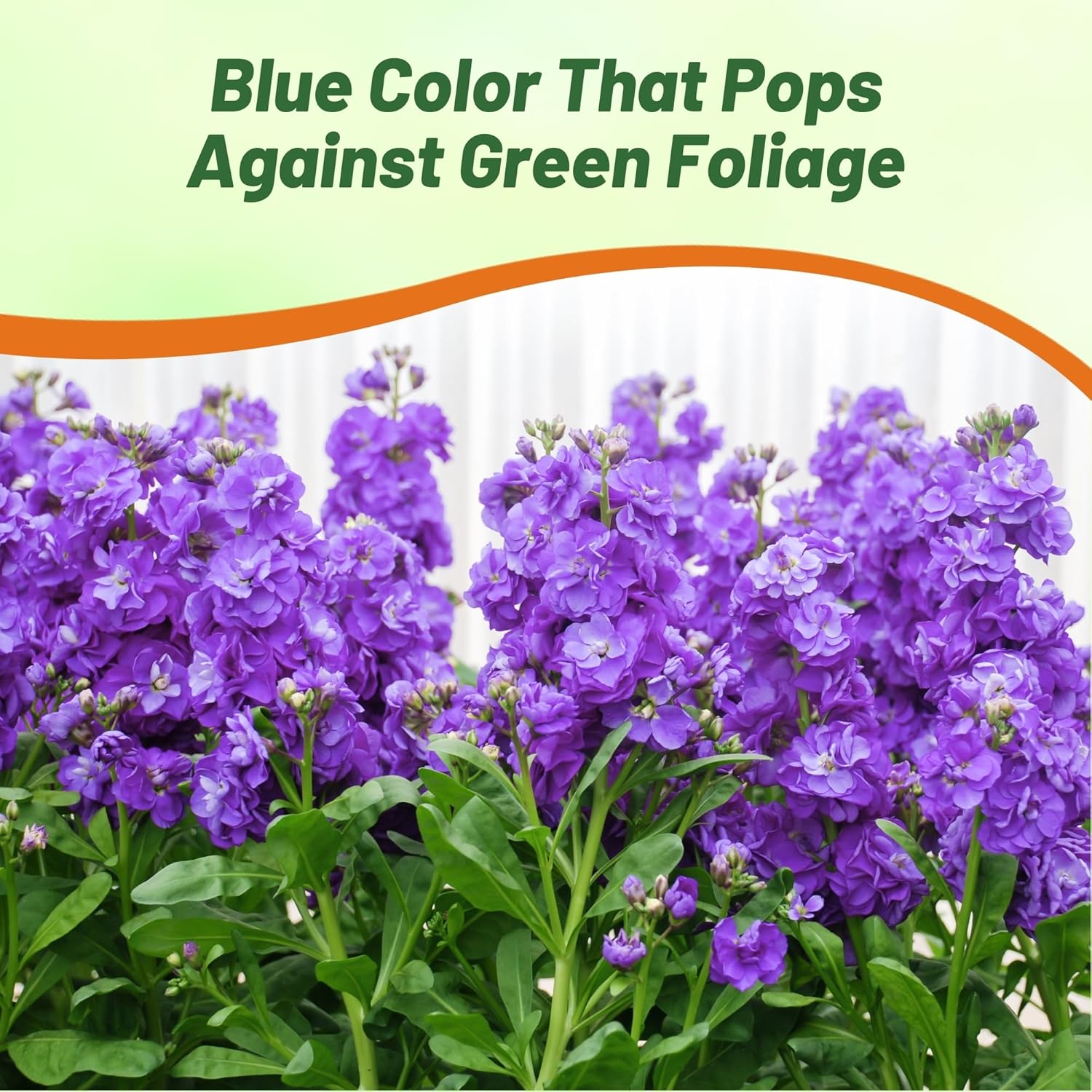 Stock Blue Pollinating Flowers