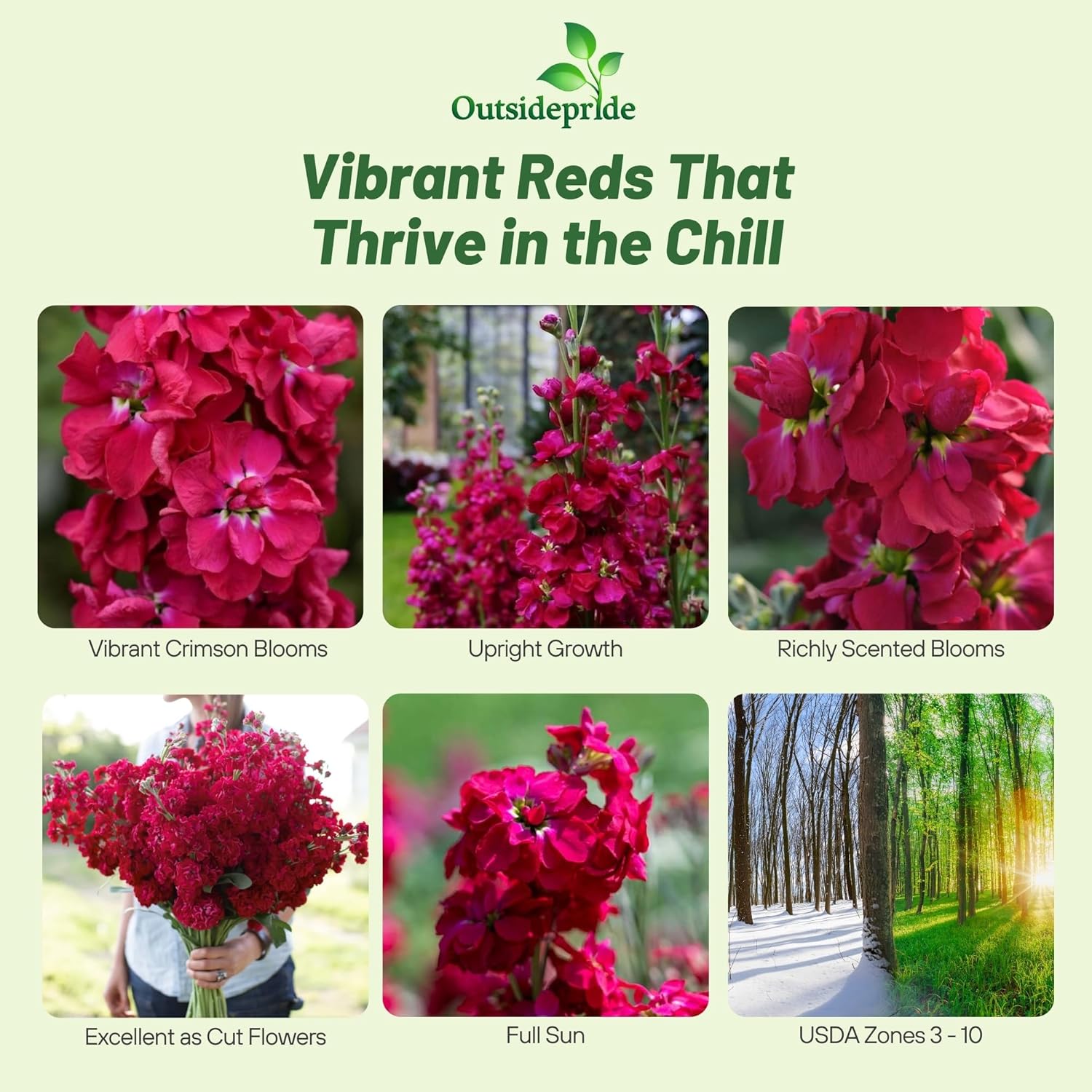 Stock Crimson Flowers