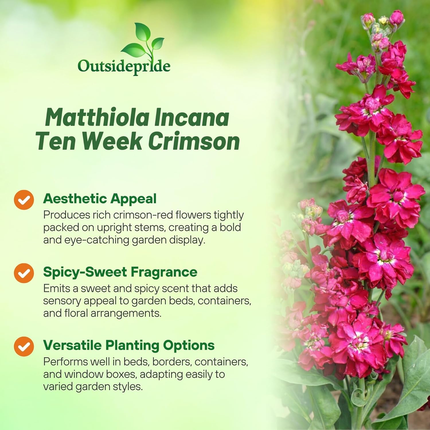 Stock Crimson Cut Flowers