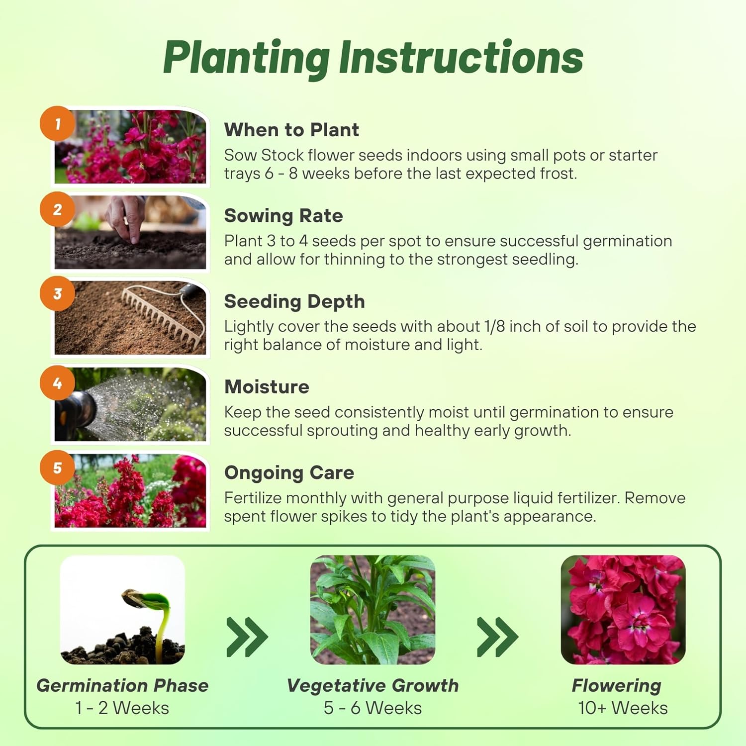 Stock Matthiola Incana Ten Week Planting Directions