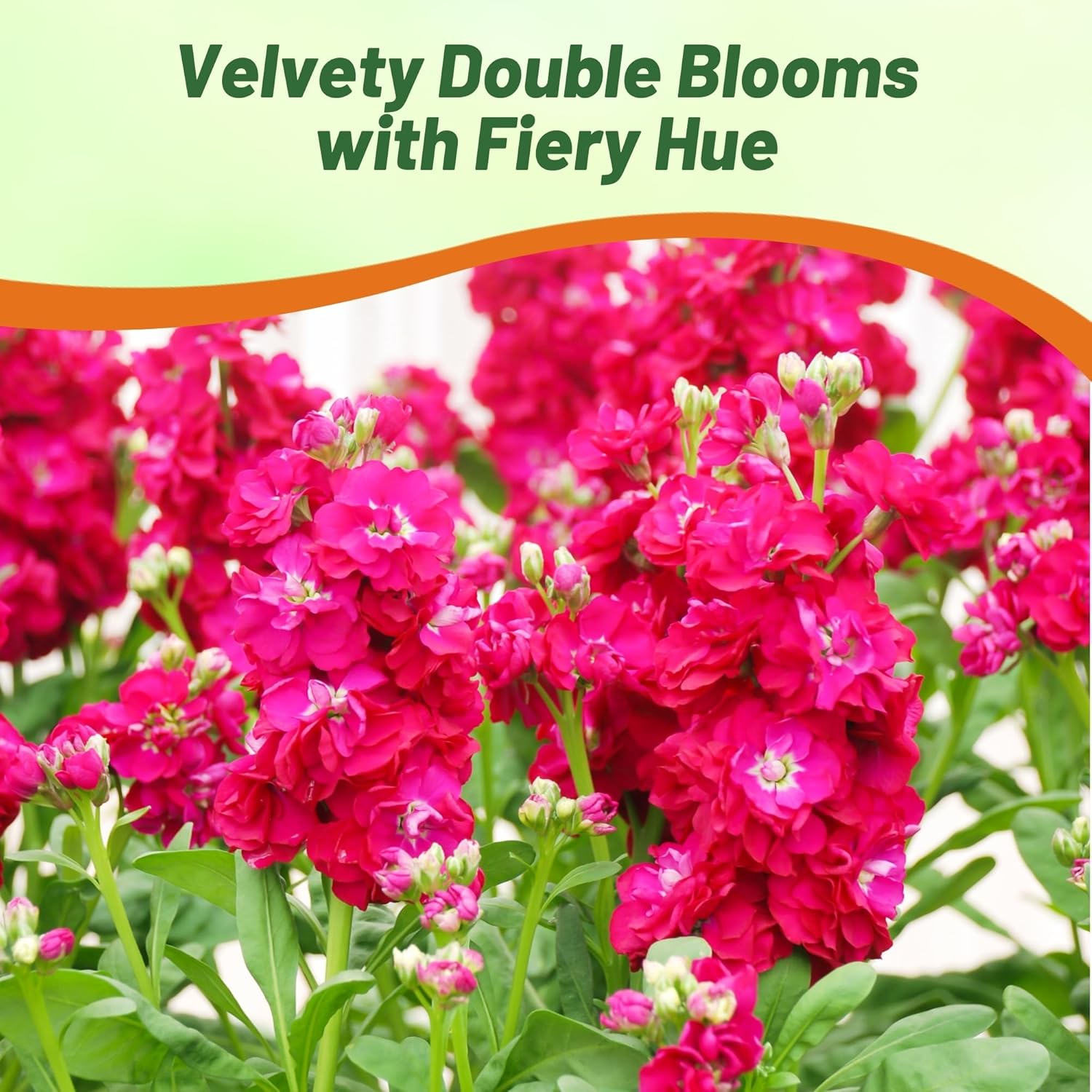 Matthiola Incana Ten Week Crimson Flower Garden