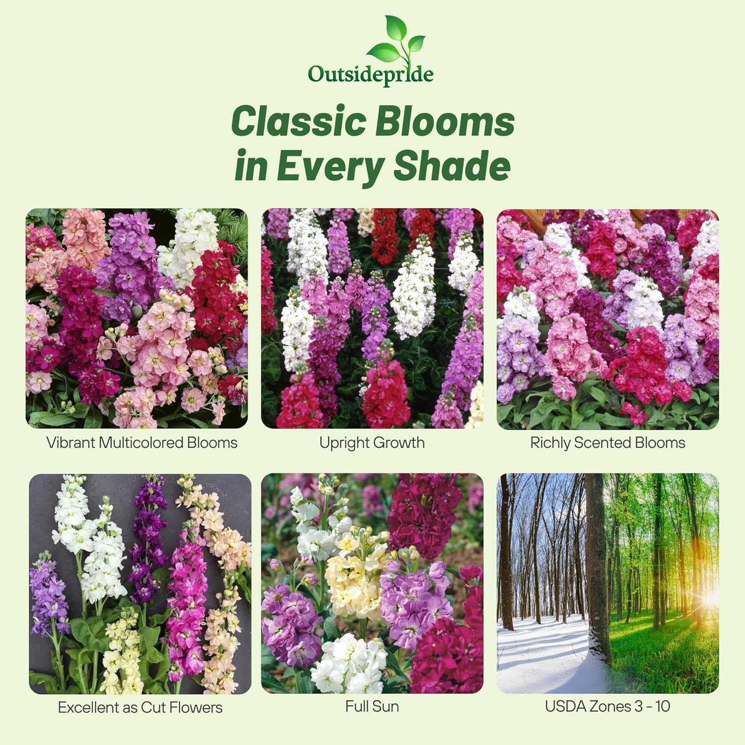 Matthiola Incana Ten Week Mix