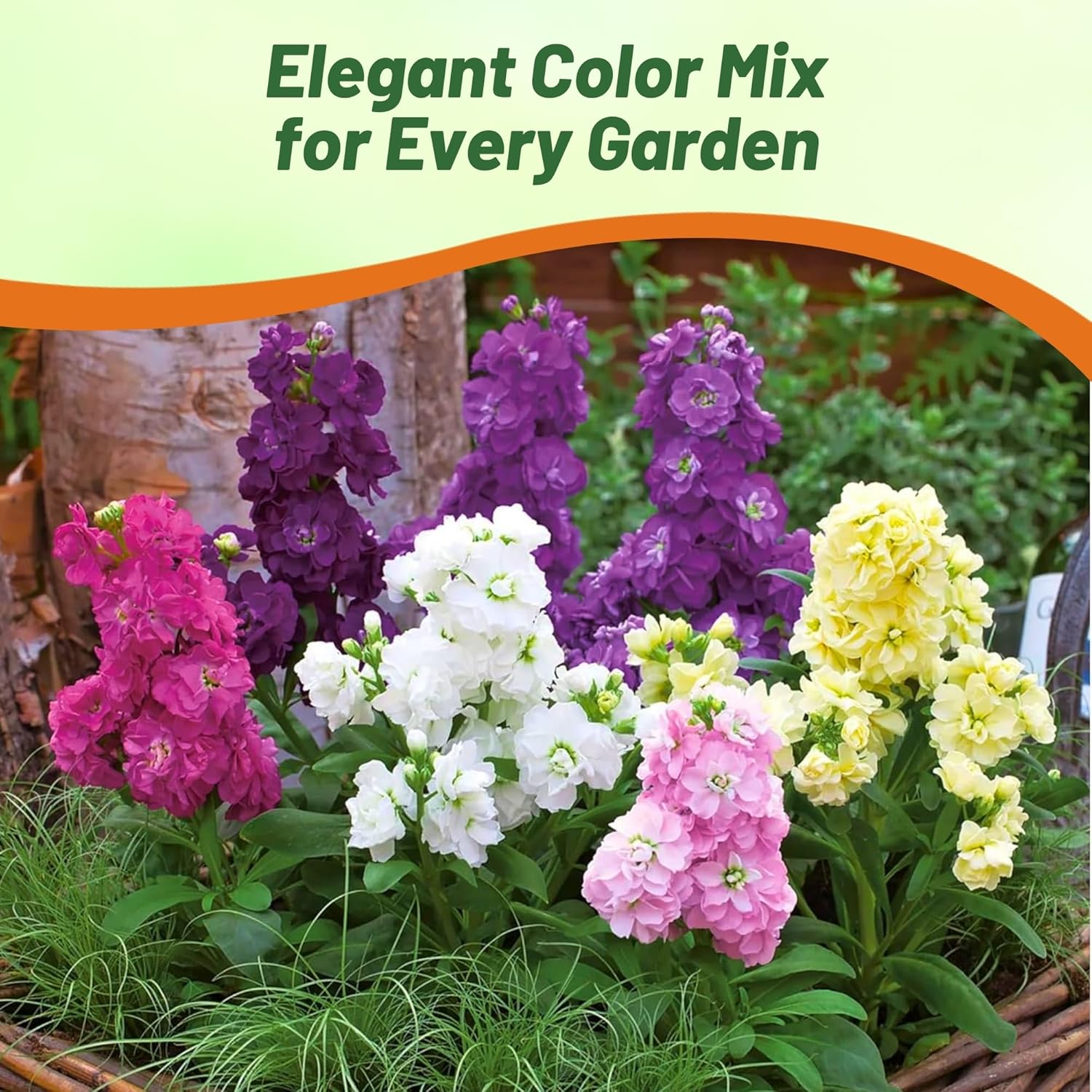 Stock Tall Flower Seed Mix