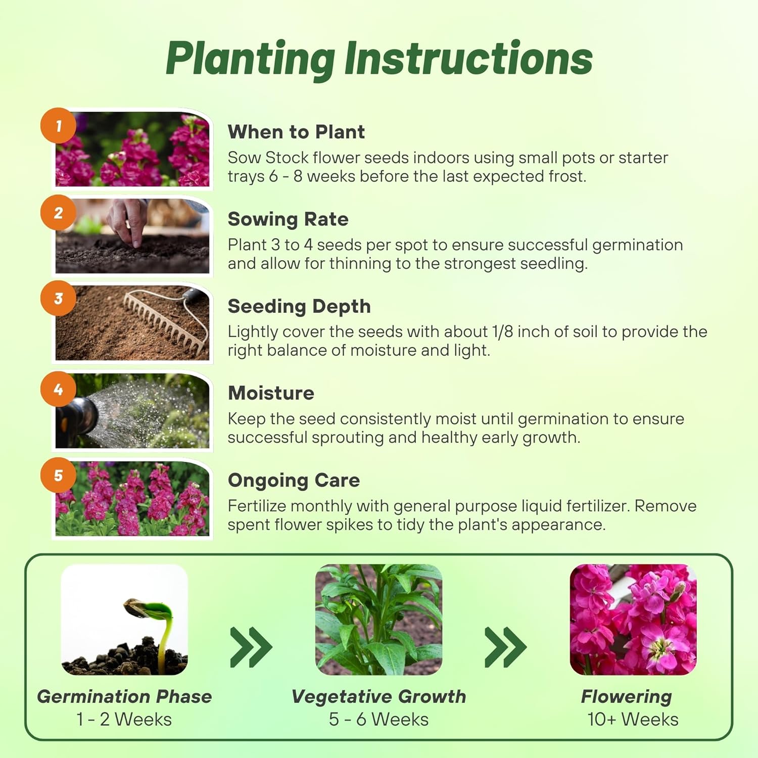 Stock Rose Flower Seed Planting Directions