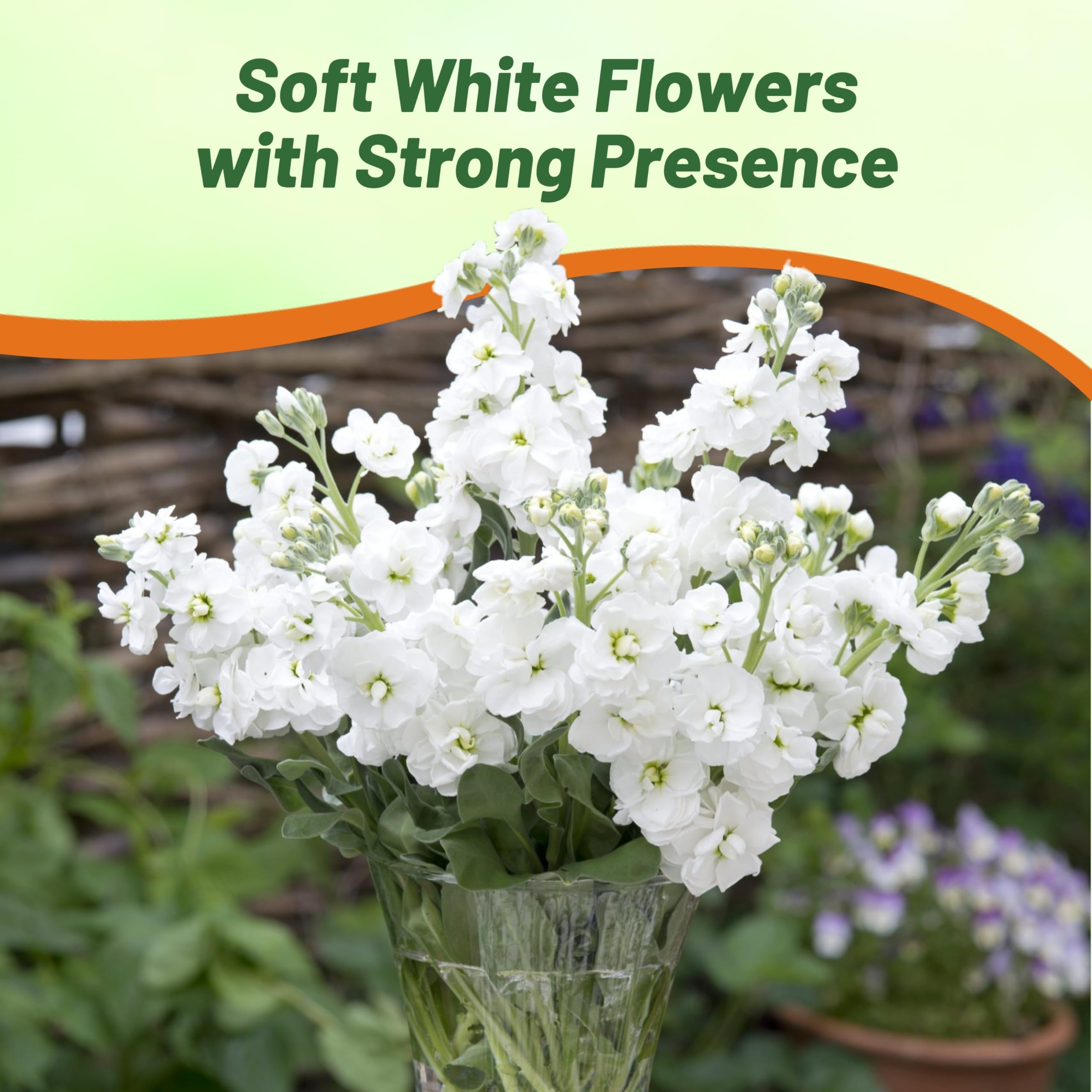 Matthiola Incana Ten Week White