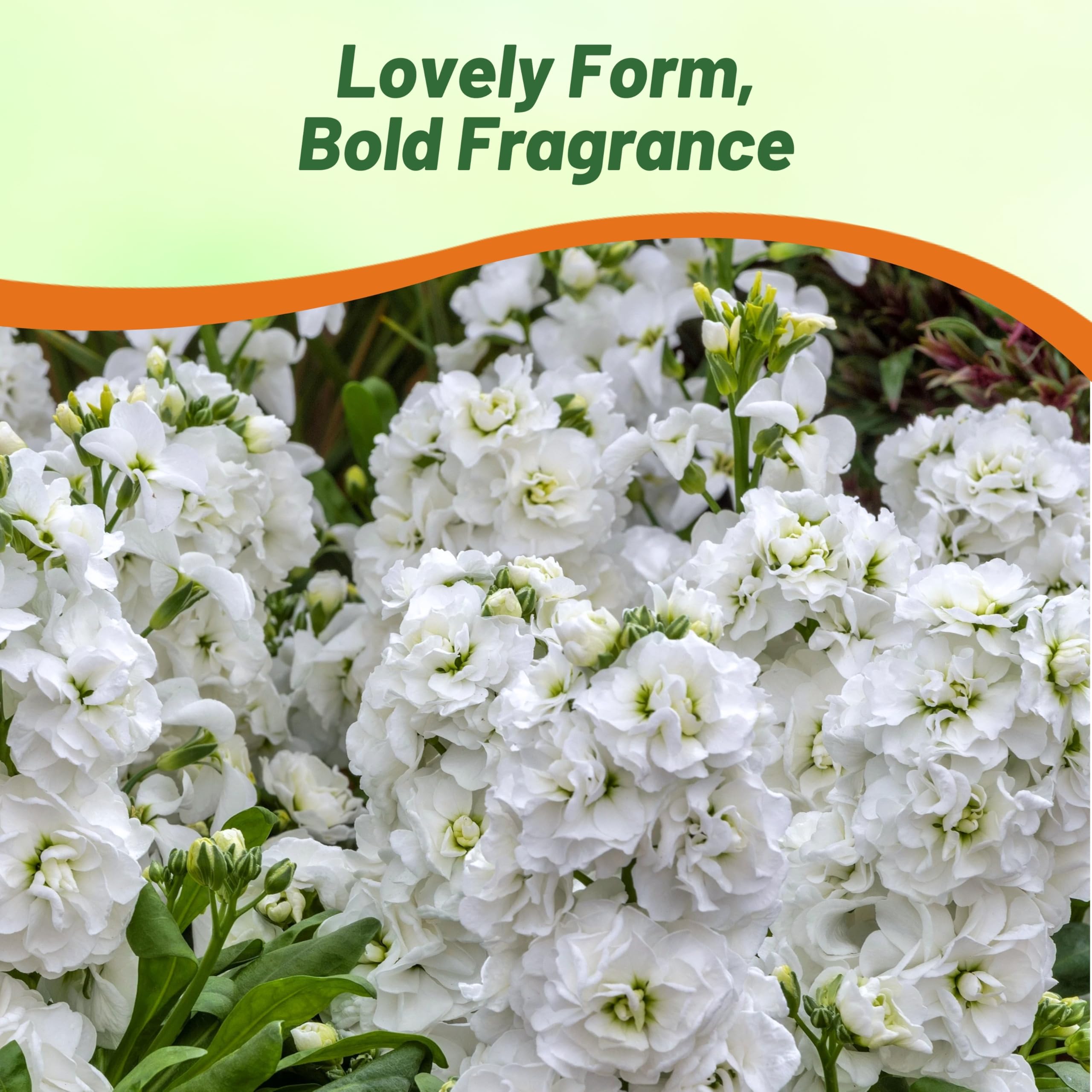 Stock White Tall Garden Flowers