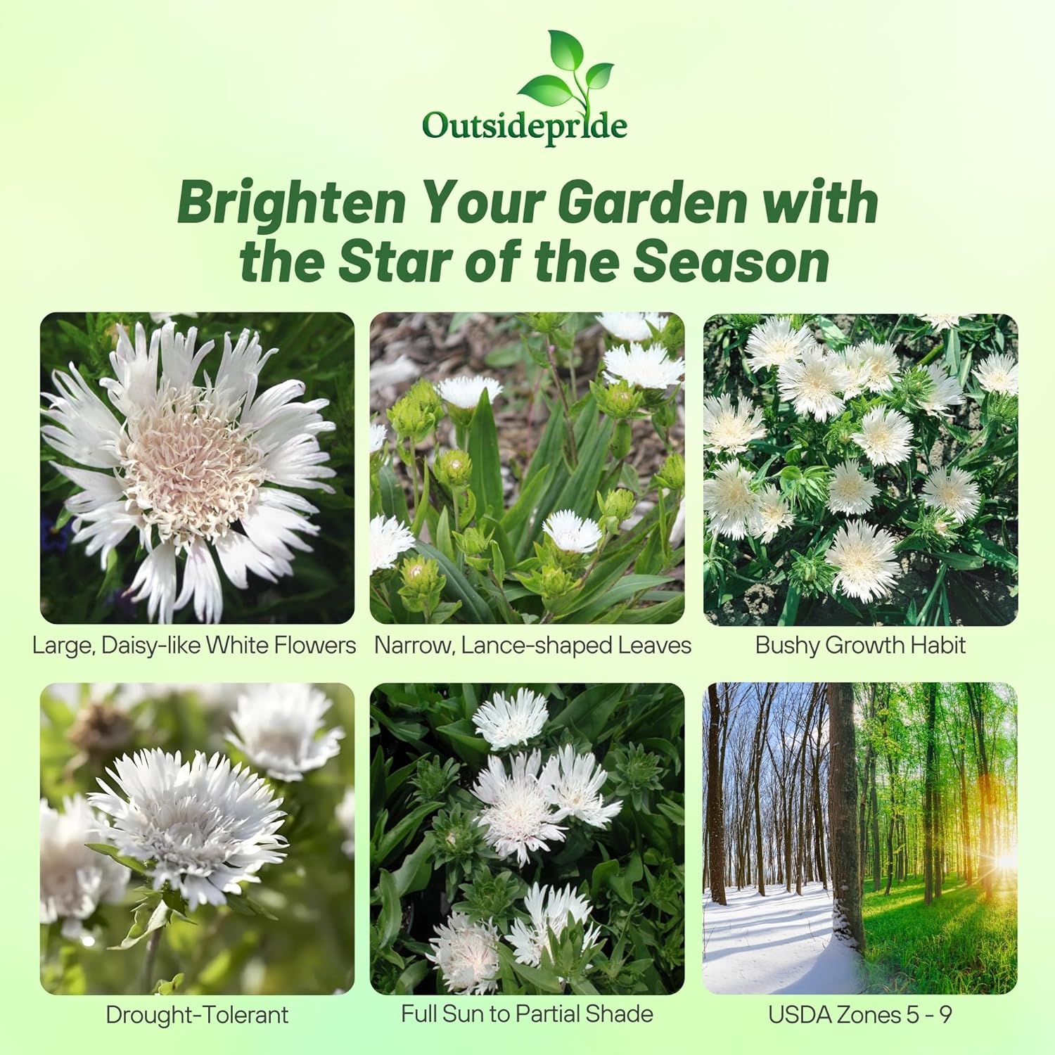 Stokesia Laevis White Star Flowers