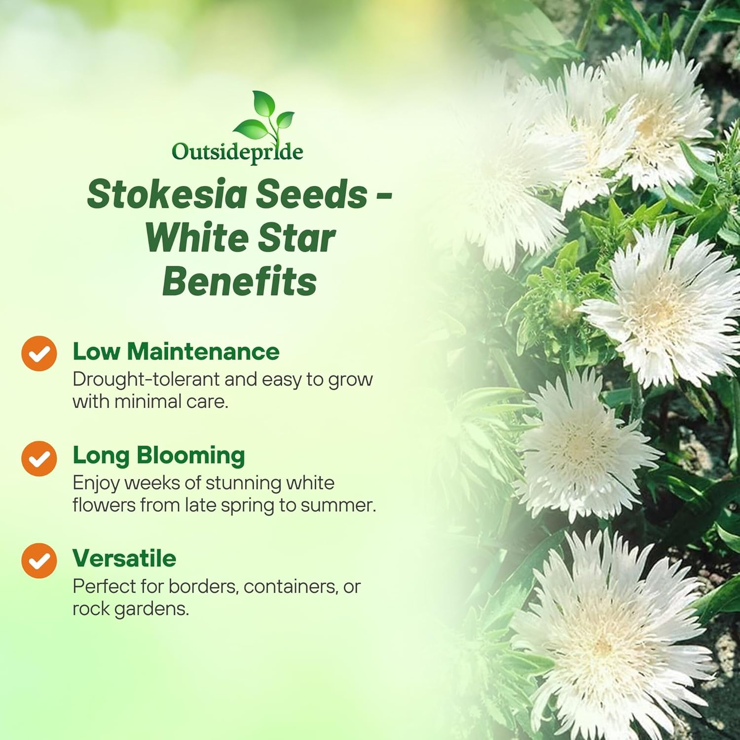 Hardy Stokesia White Flower Garden